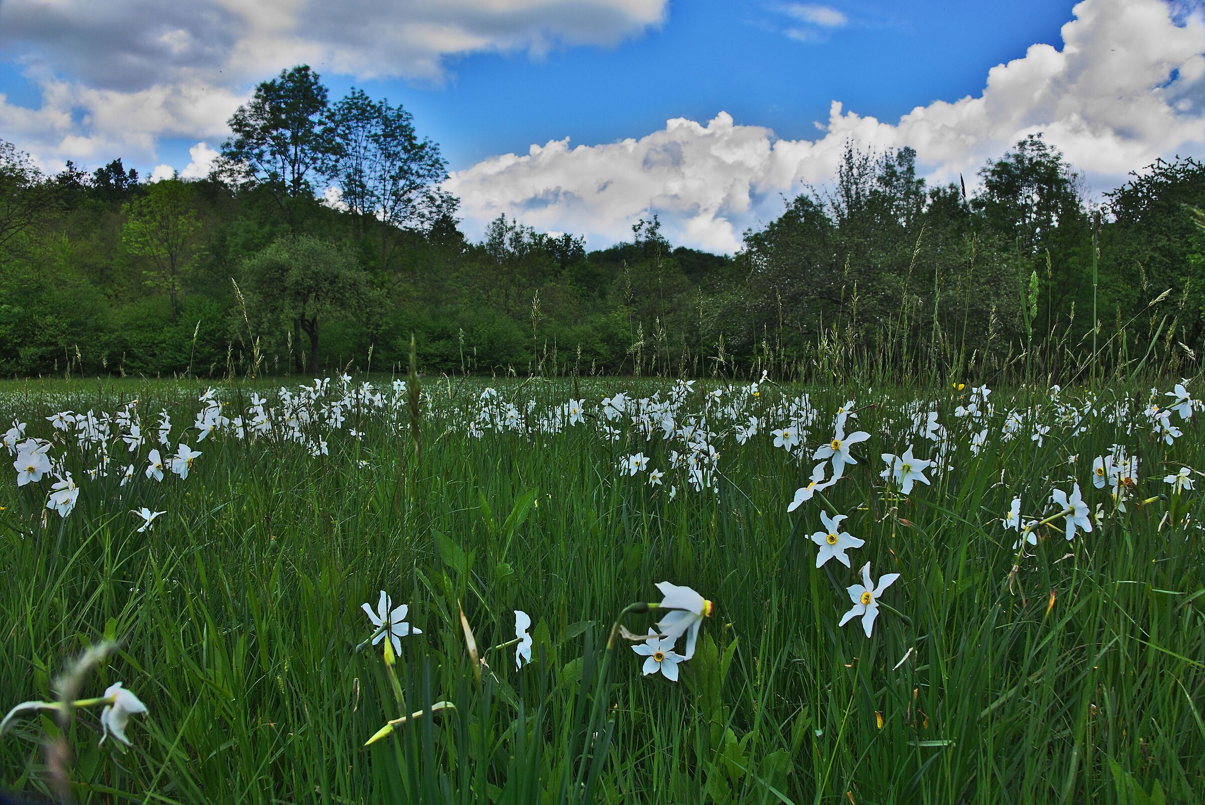 narcisi dell'anno scorso