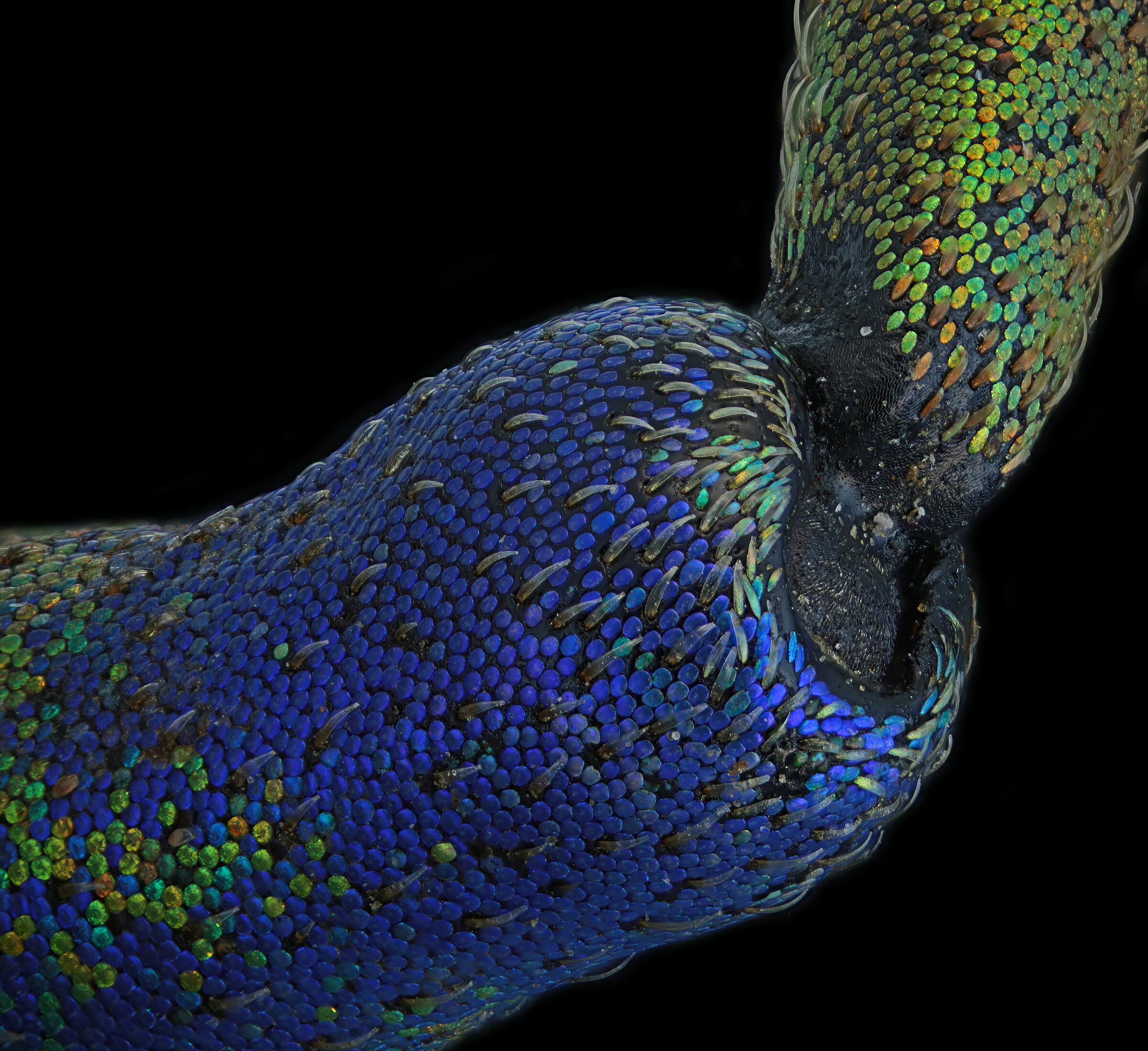 Eupholus schoenherri petiti  1