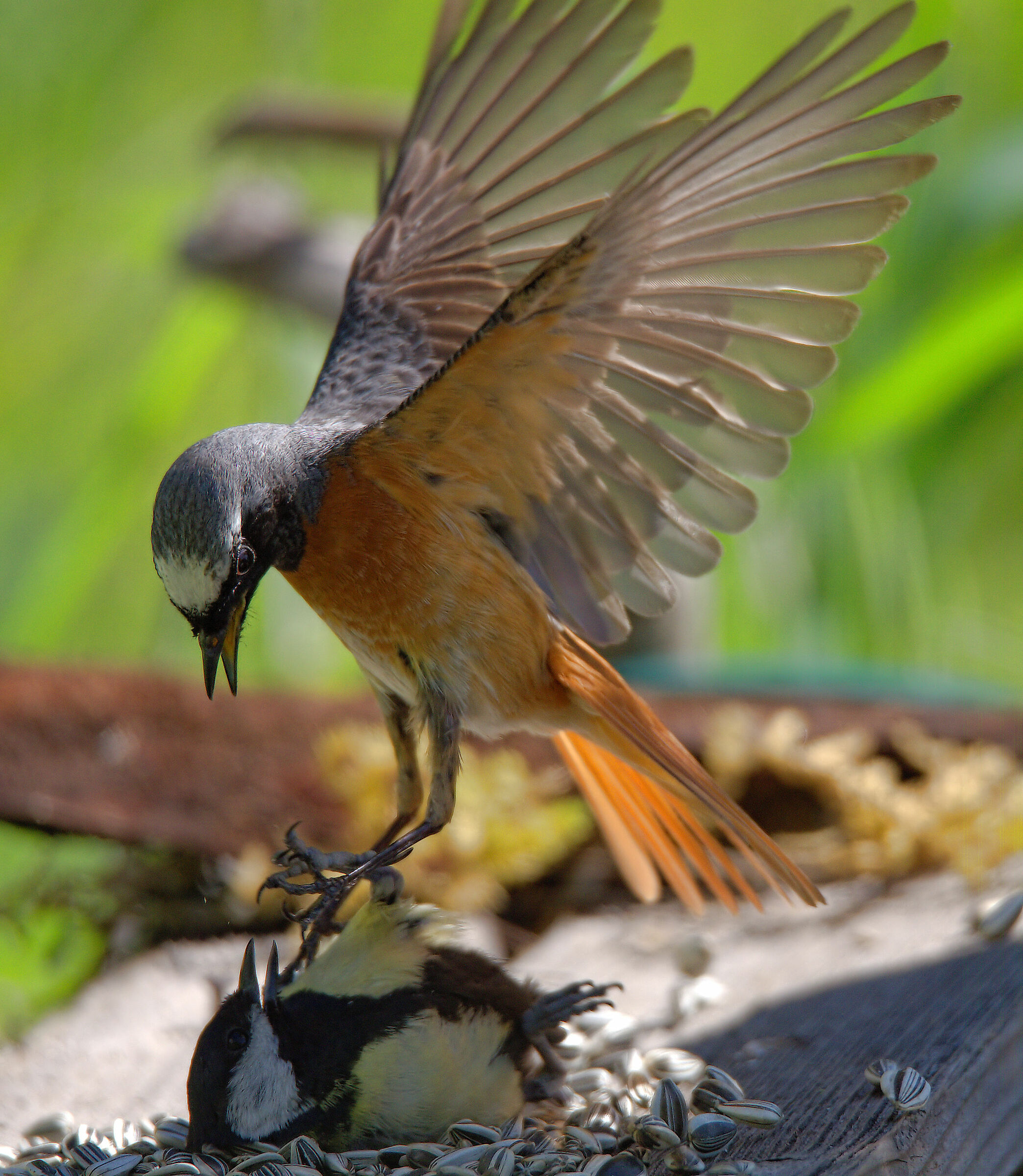 Male Common Redlight