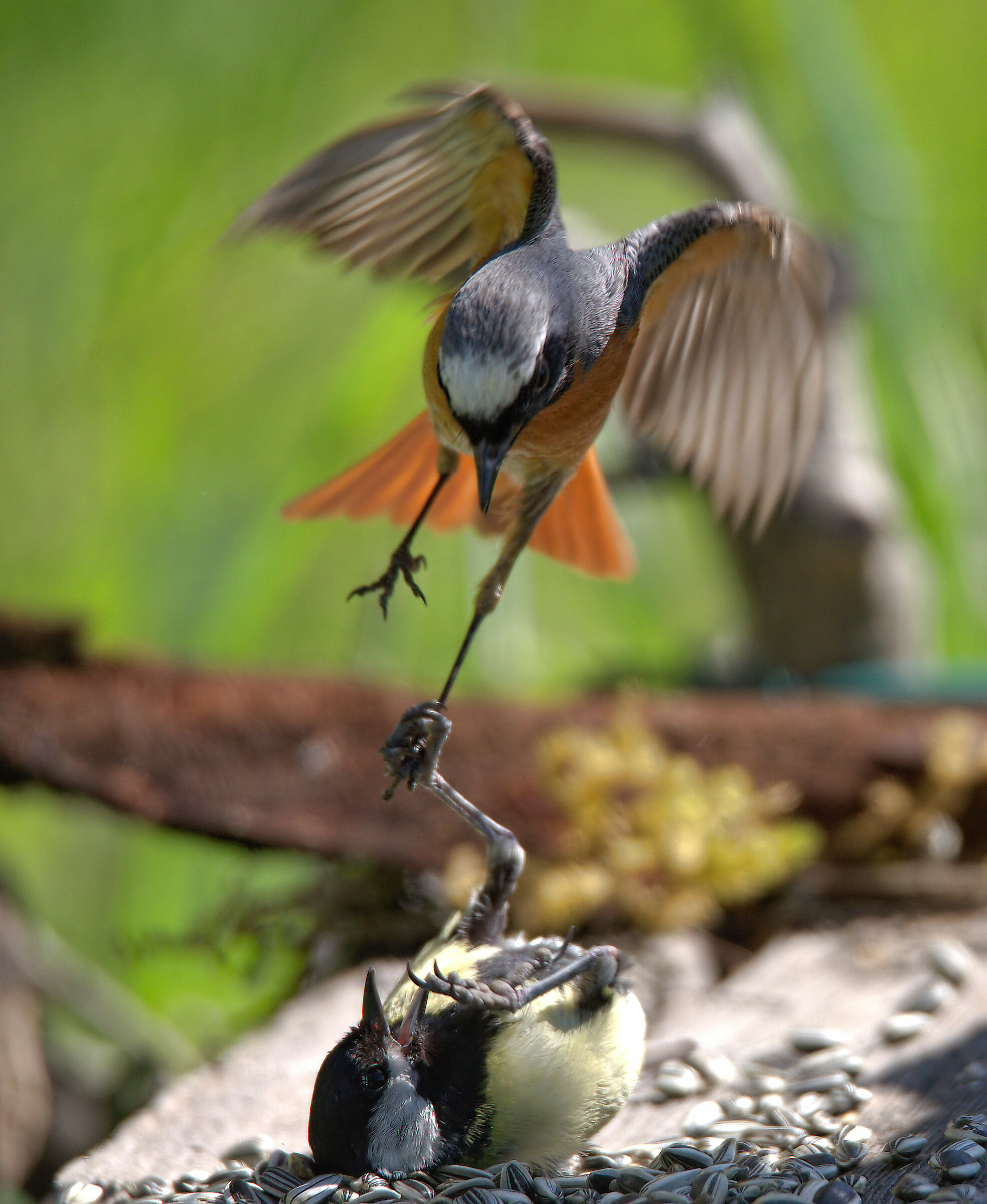 Male Common Redlight