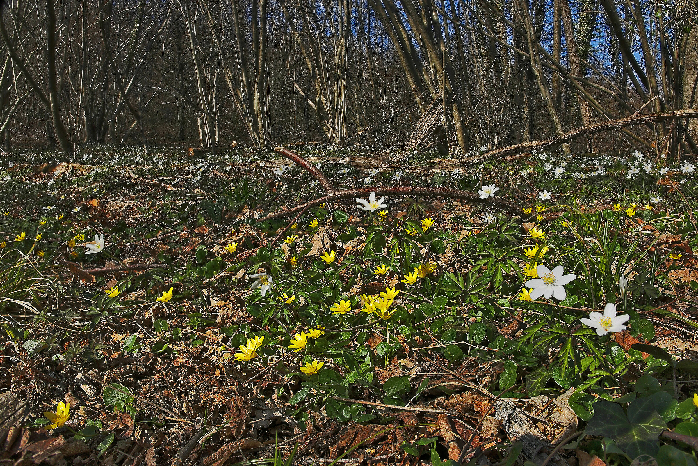 Lesser (manual focus stacking with Corel Paint Shop)