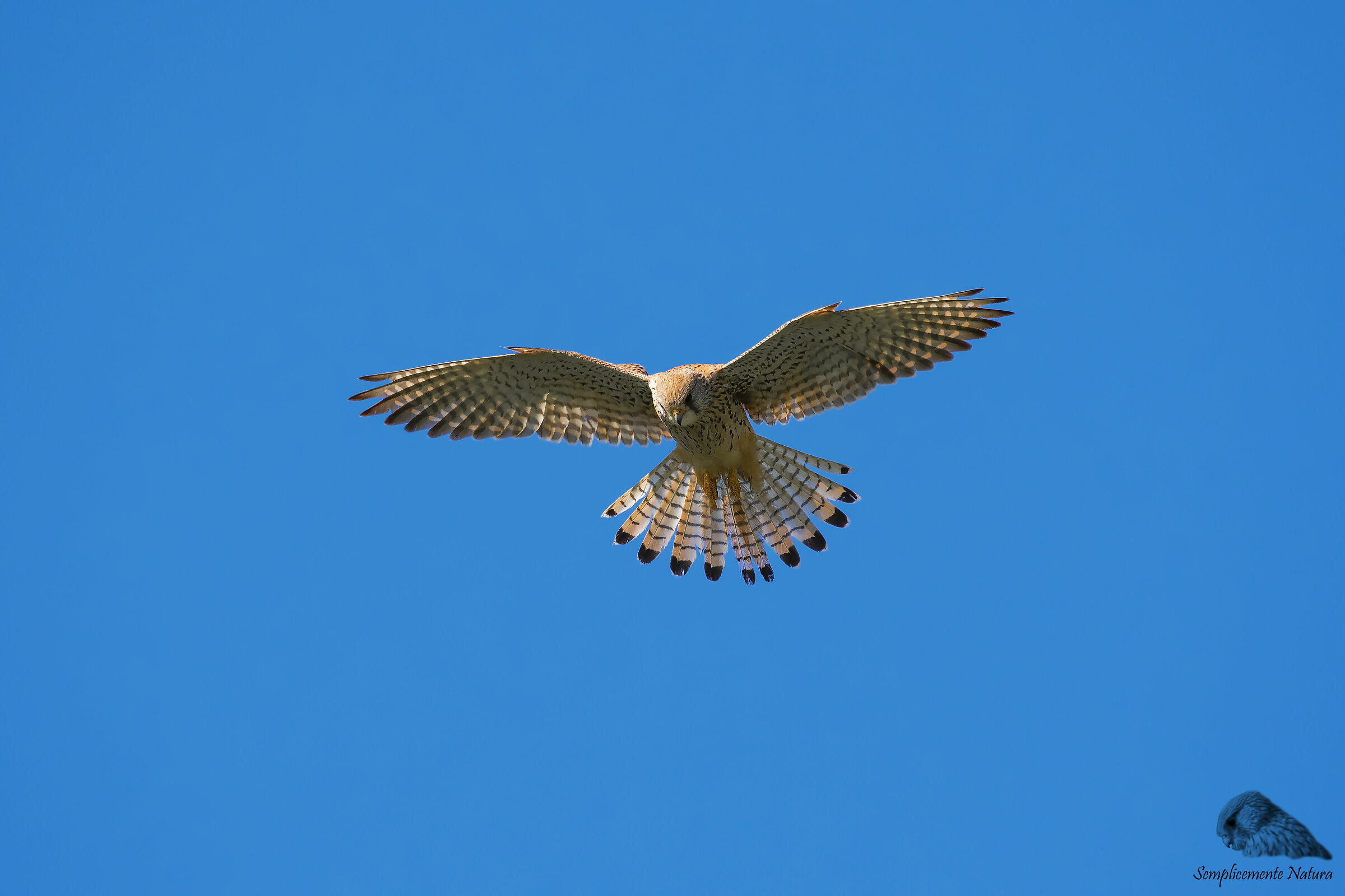Kestrel (Falco tinnunculus)