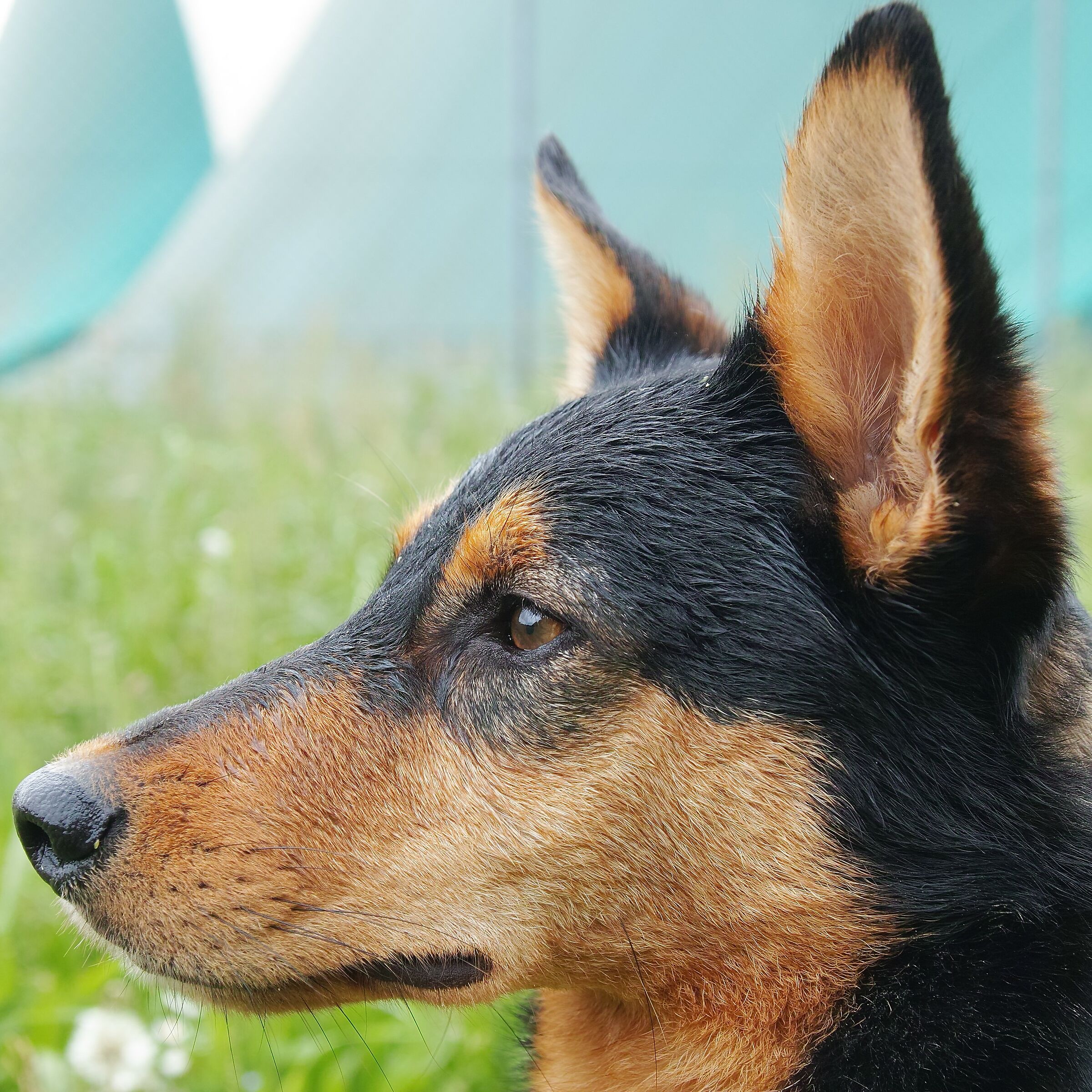 Quando ci si rotola nell'erba bagnata