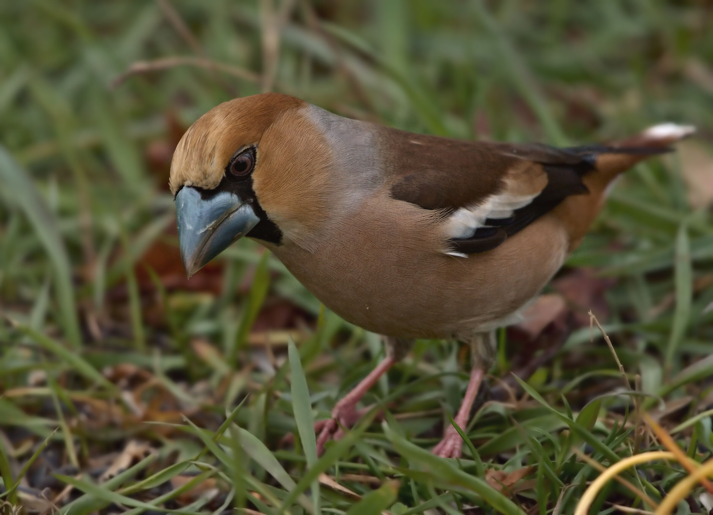 Hawfinch