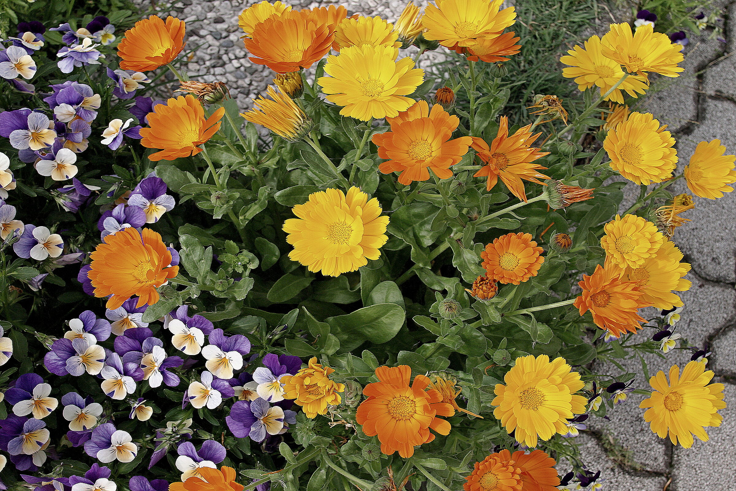 i fiori del vicino sono sempre più colorati.......