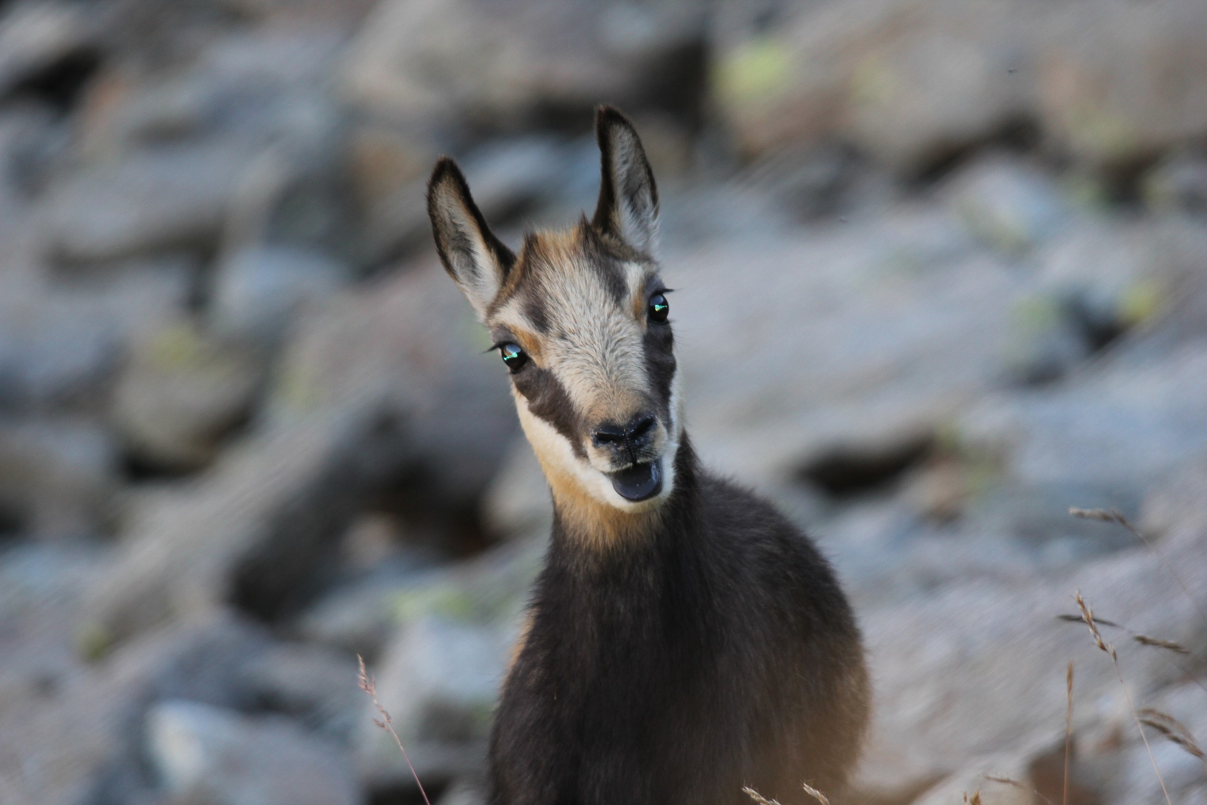 Small chamois for about 5 months
