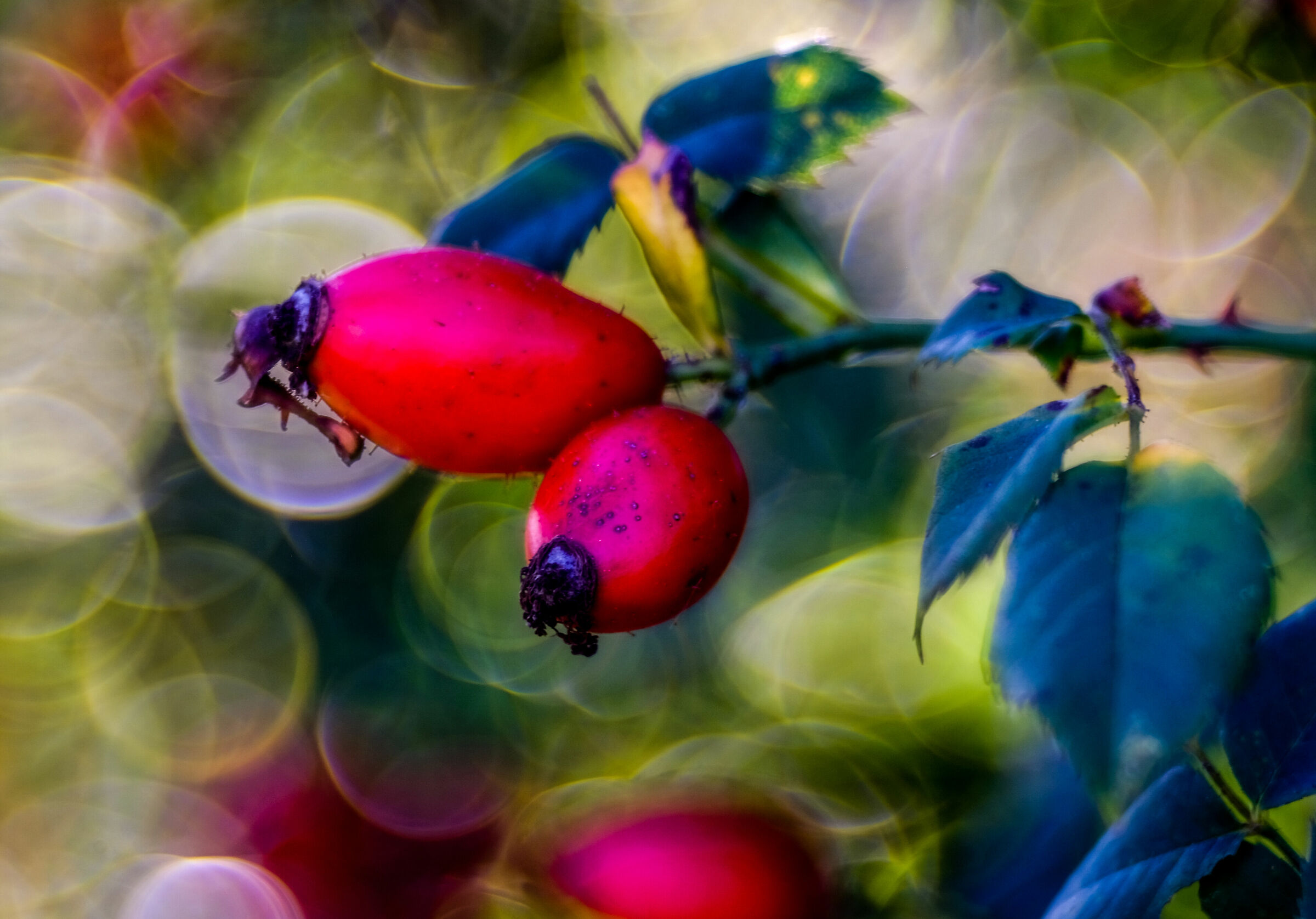 Magicamente Trioplan 6