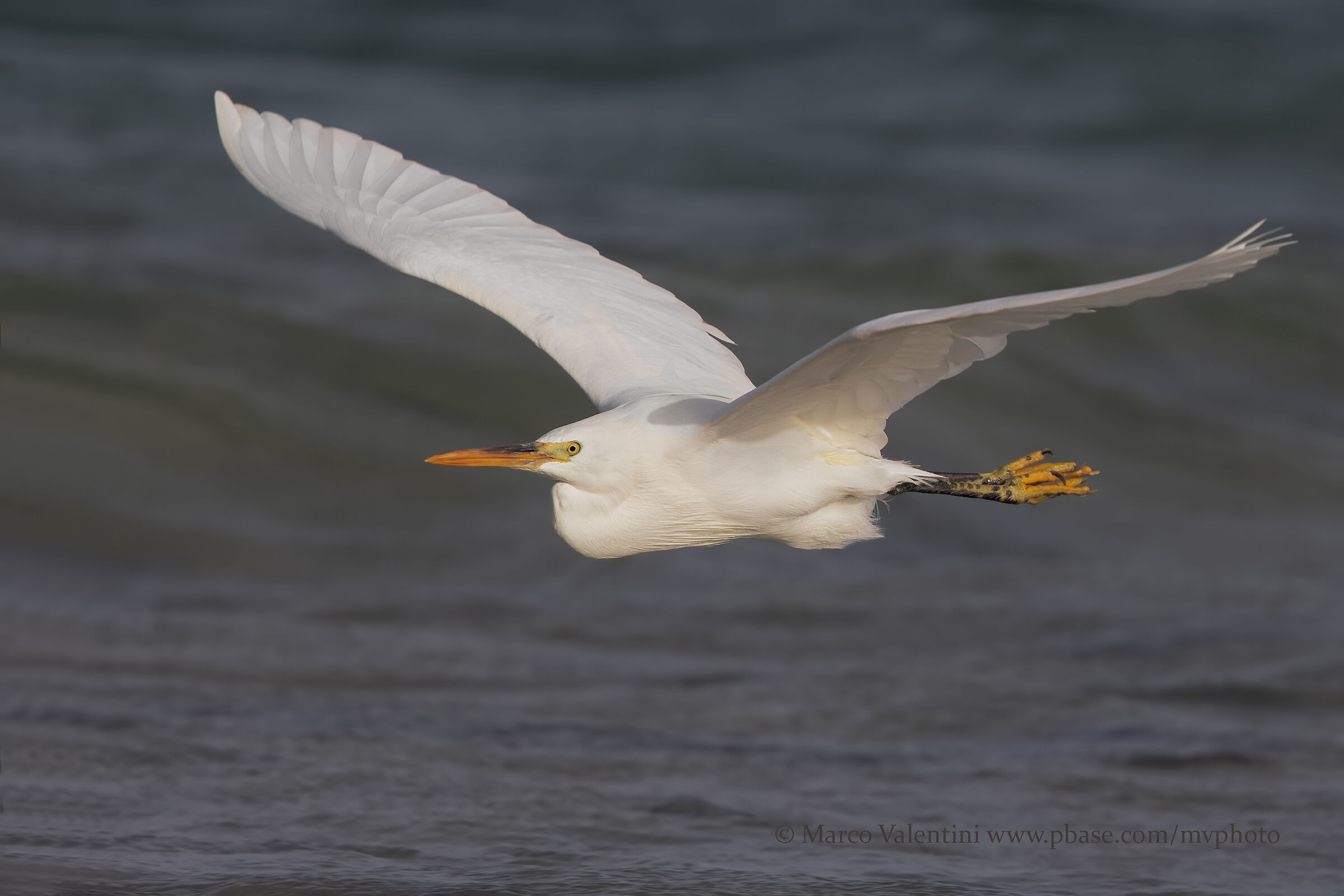 Heron Ardeola White Form
