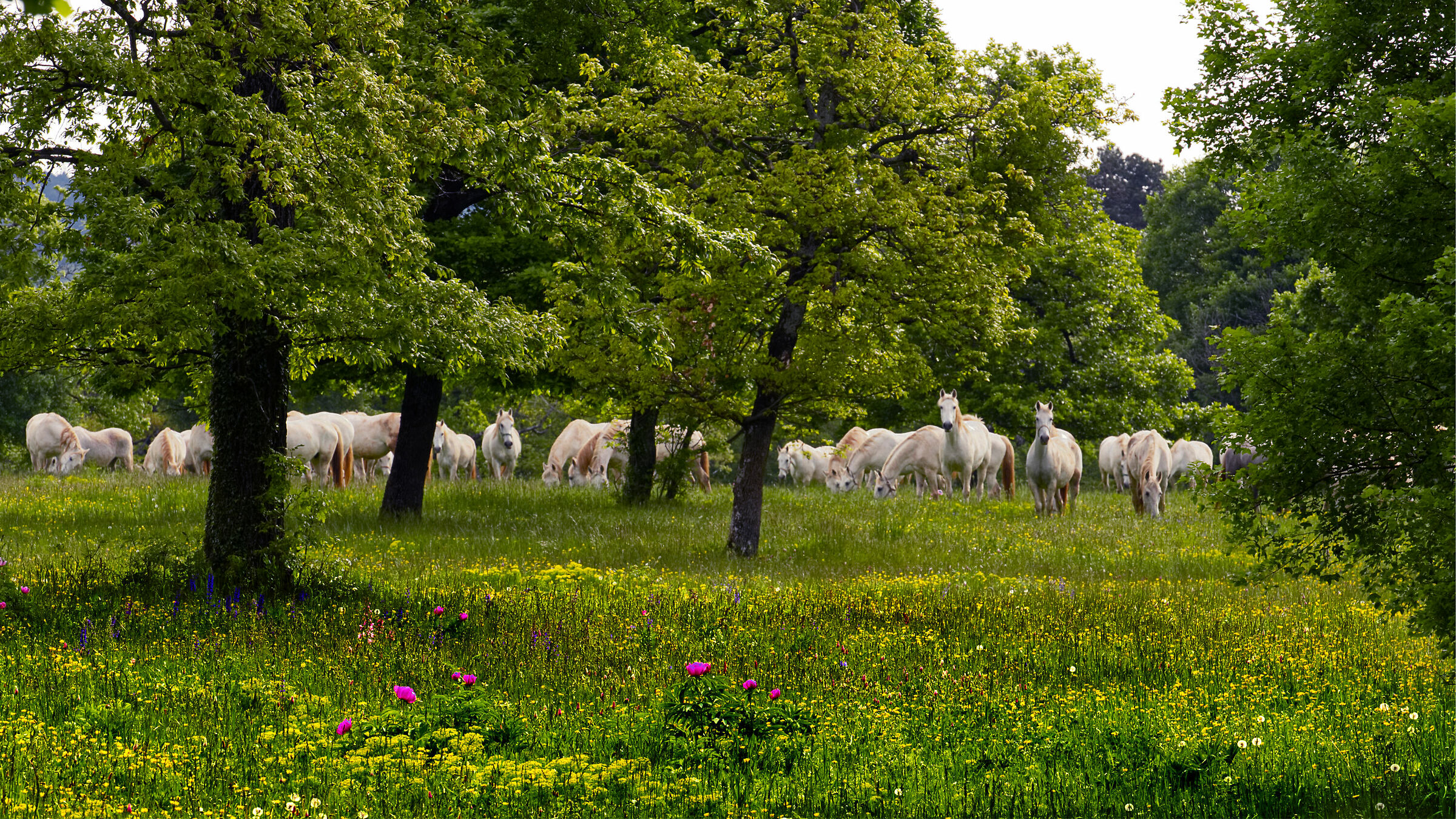 A corner of Paradise