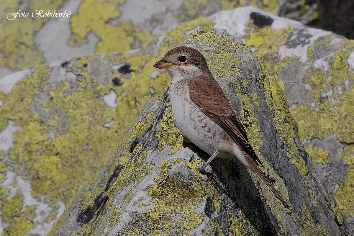 Averla piccola...giovane...