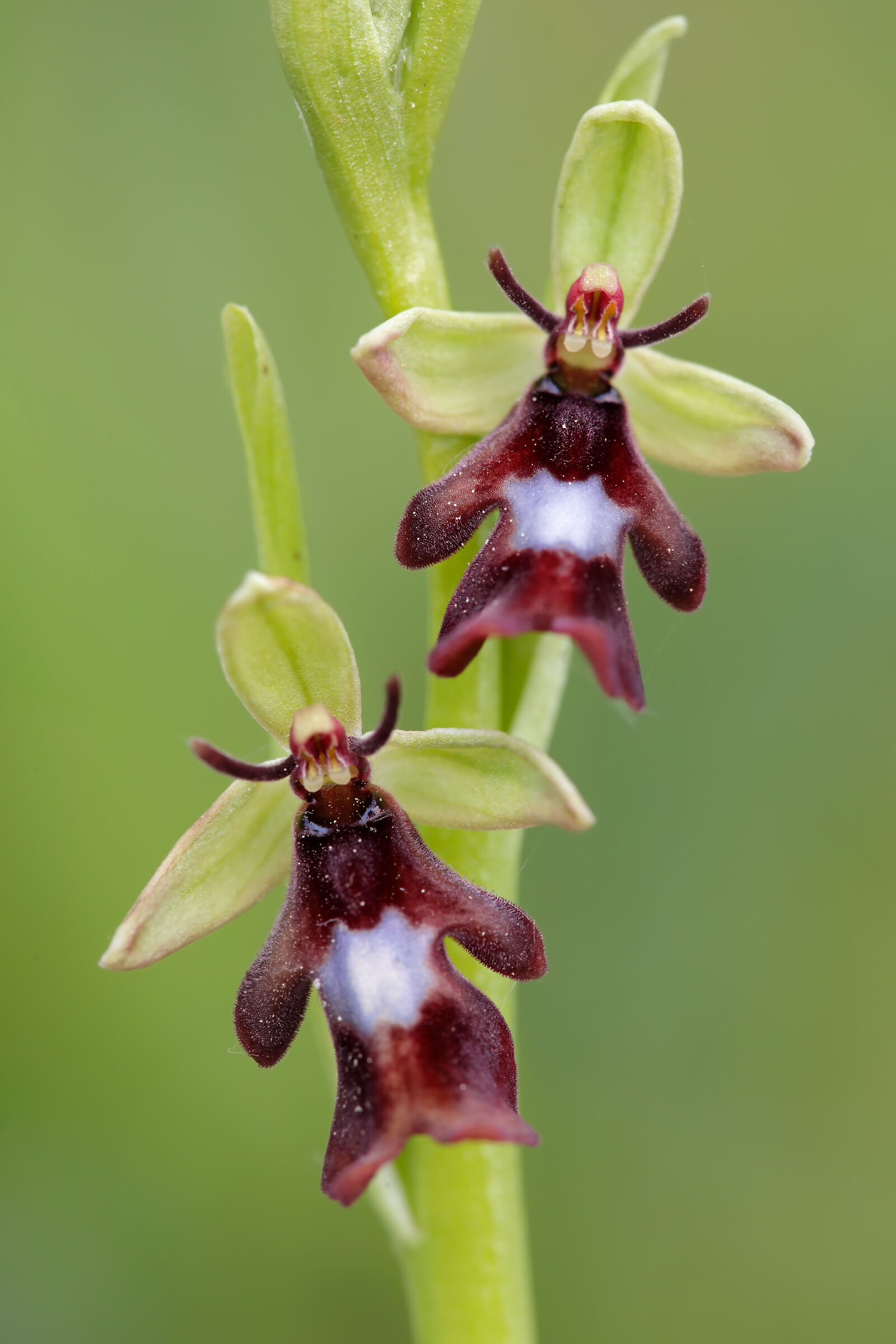Ophrys insectifera