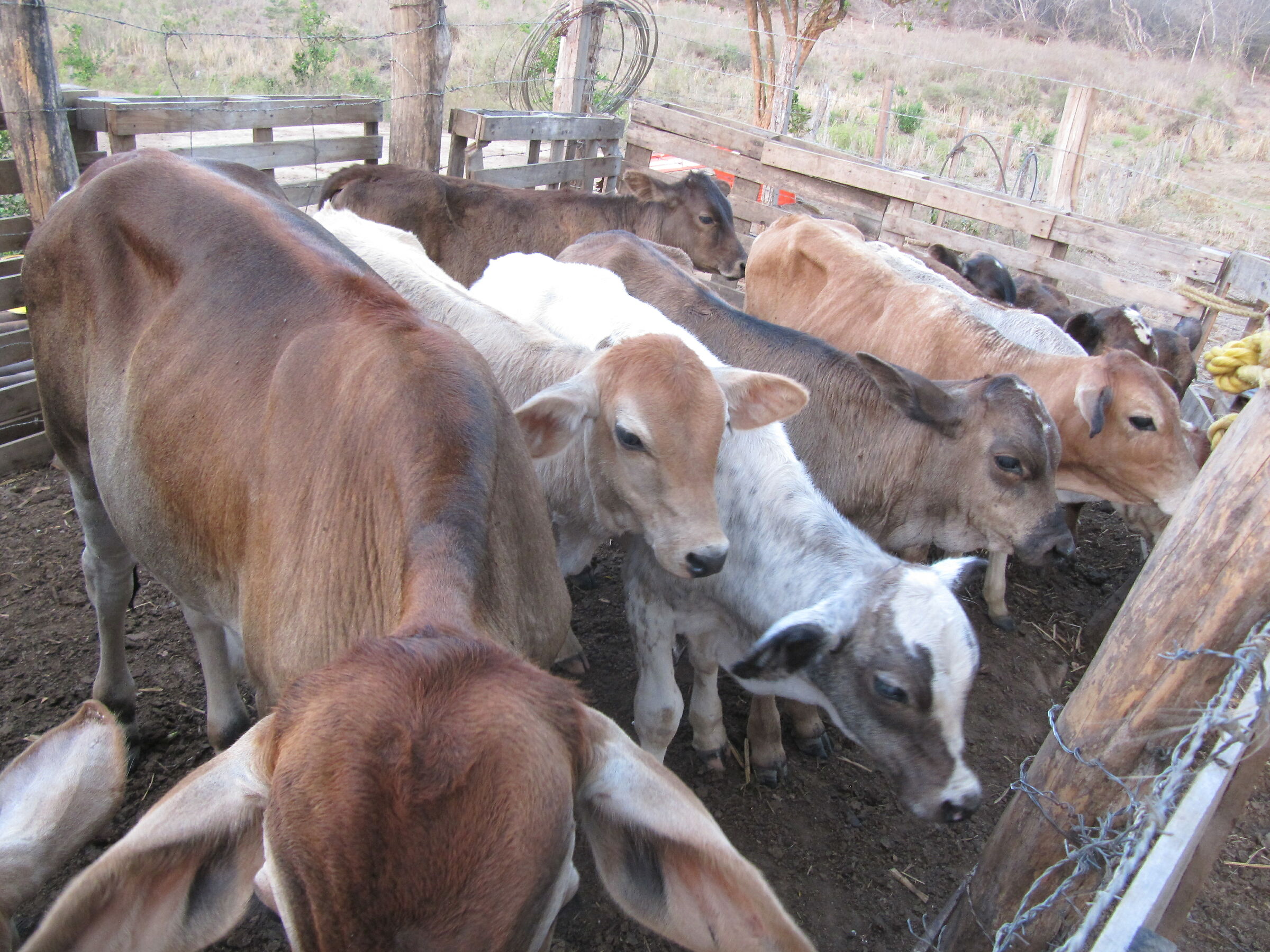 Calves returned to the enclosure