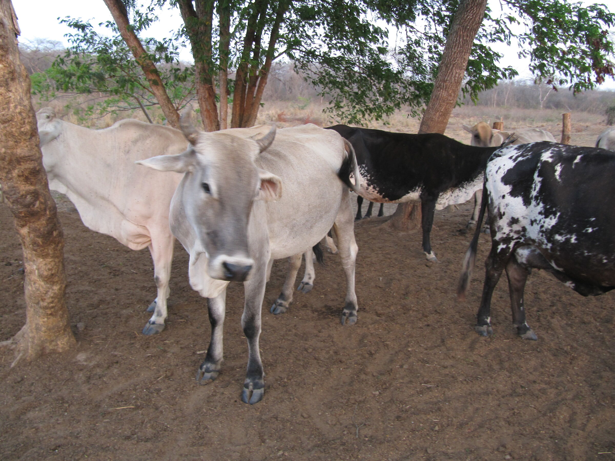 Cattle returned to farm