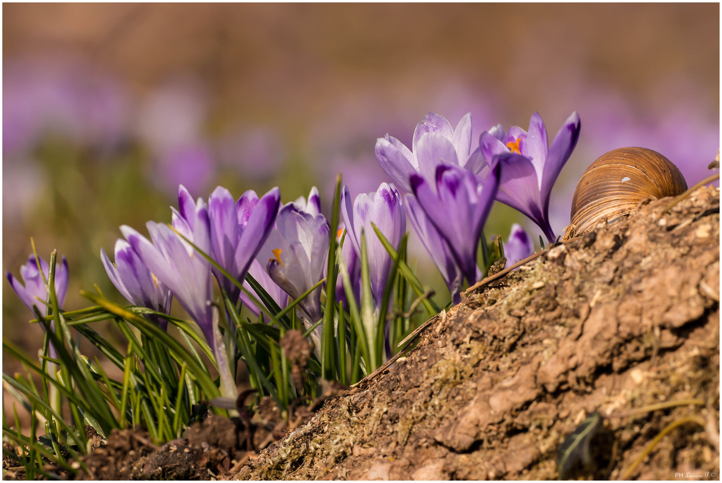 crocus