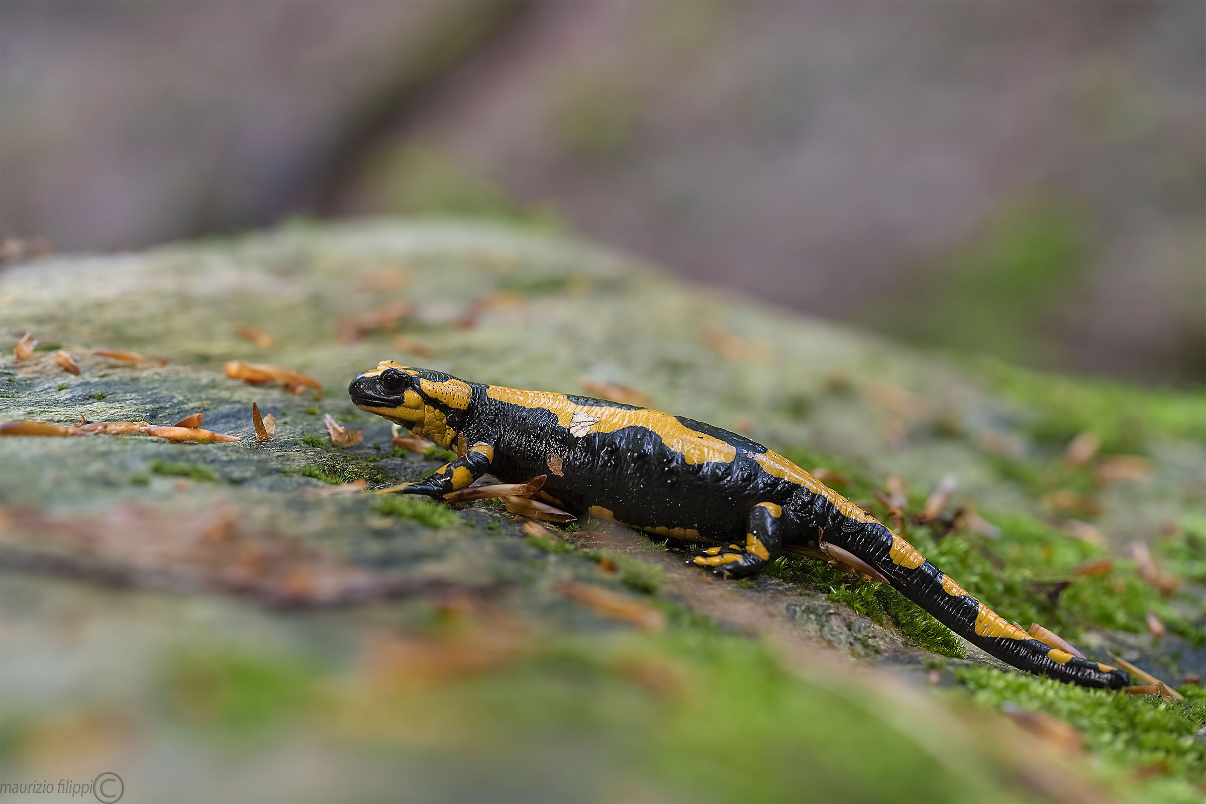 Salamandra pezzata