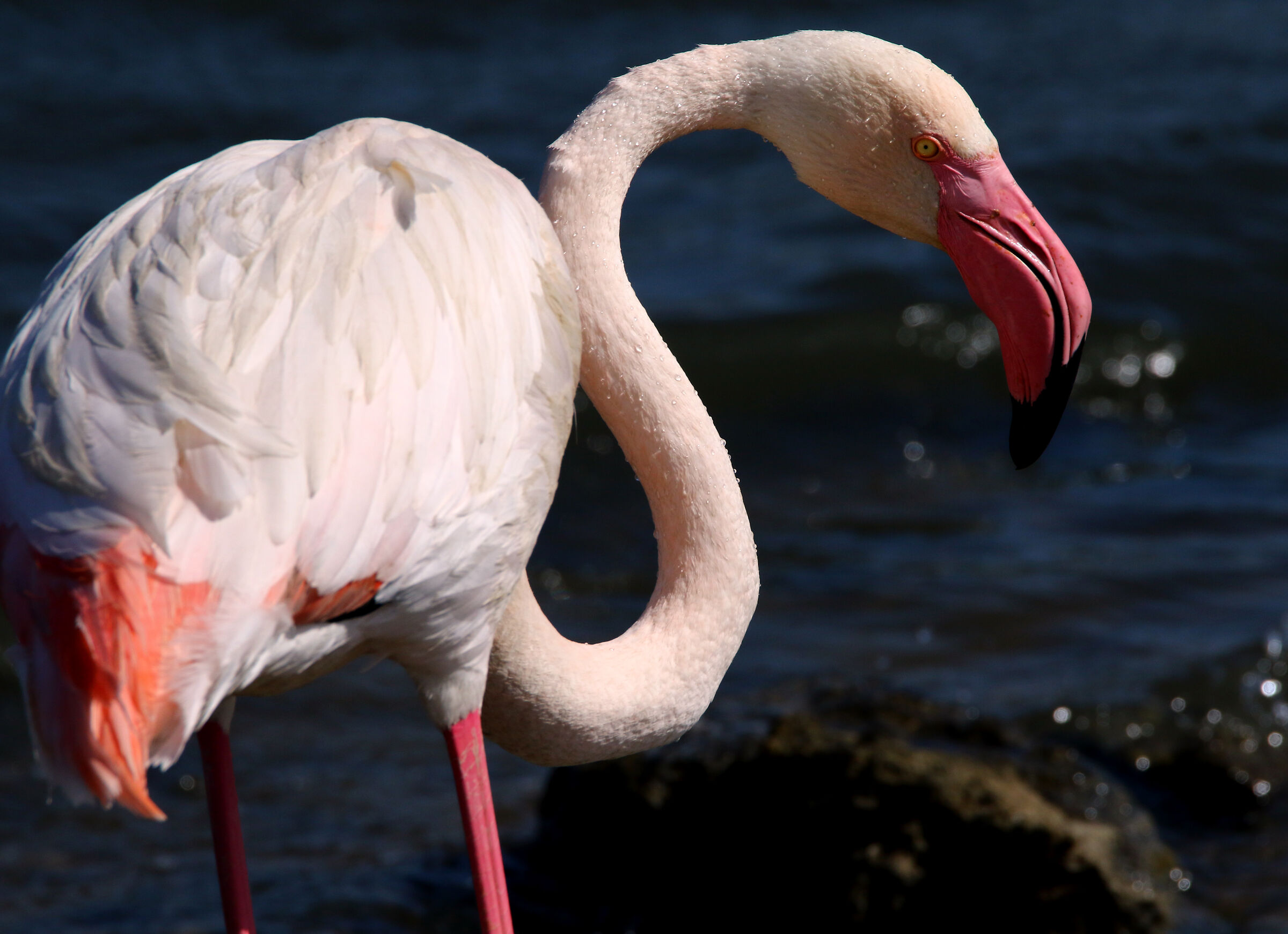 Portrait of Flamingos.