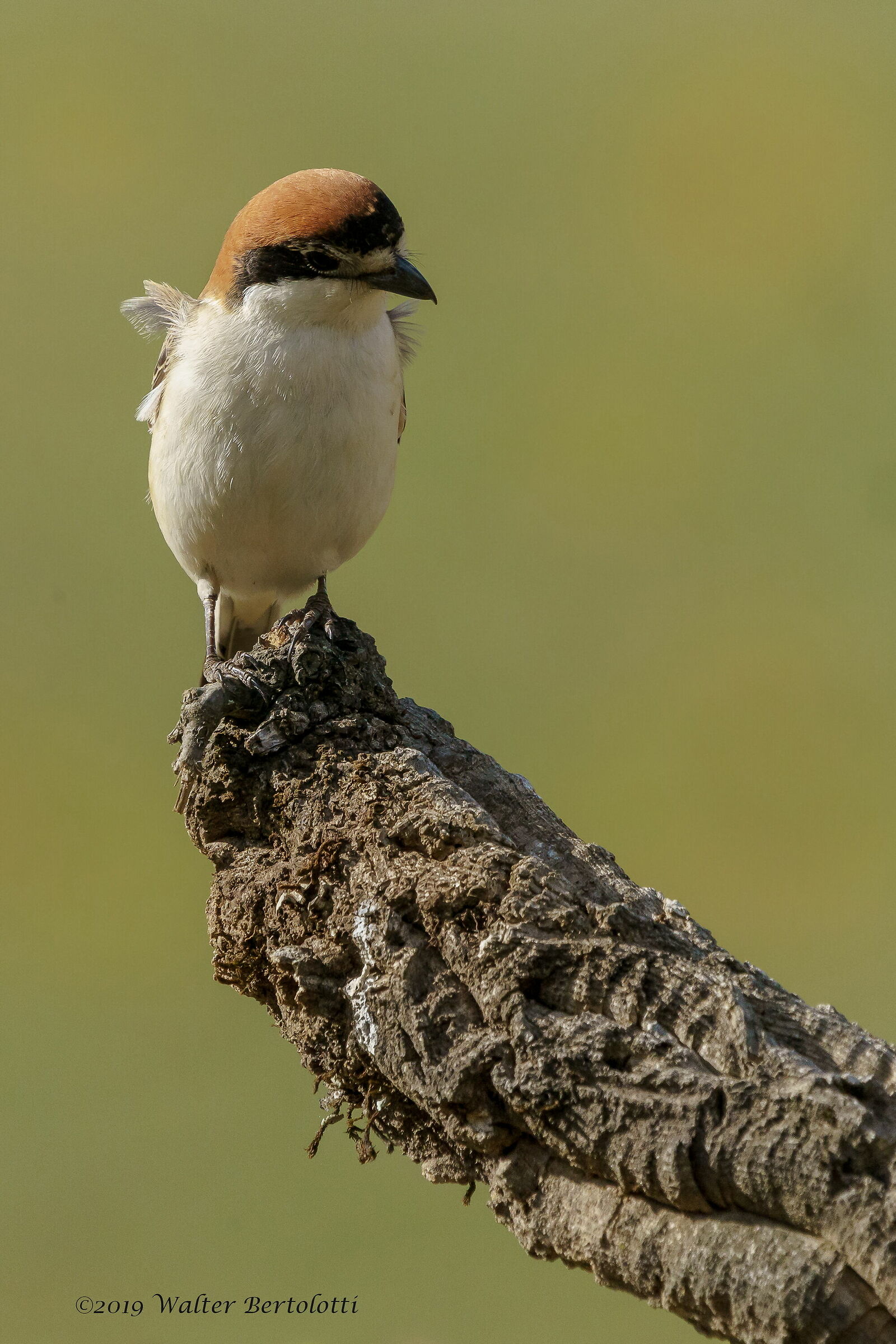 Cos'è passato di lì?