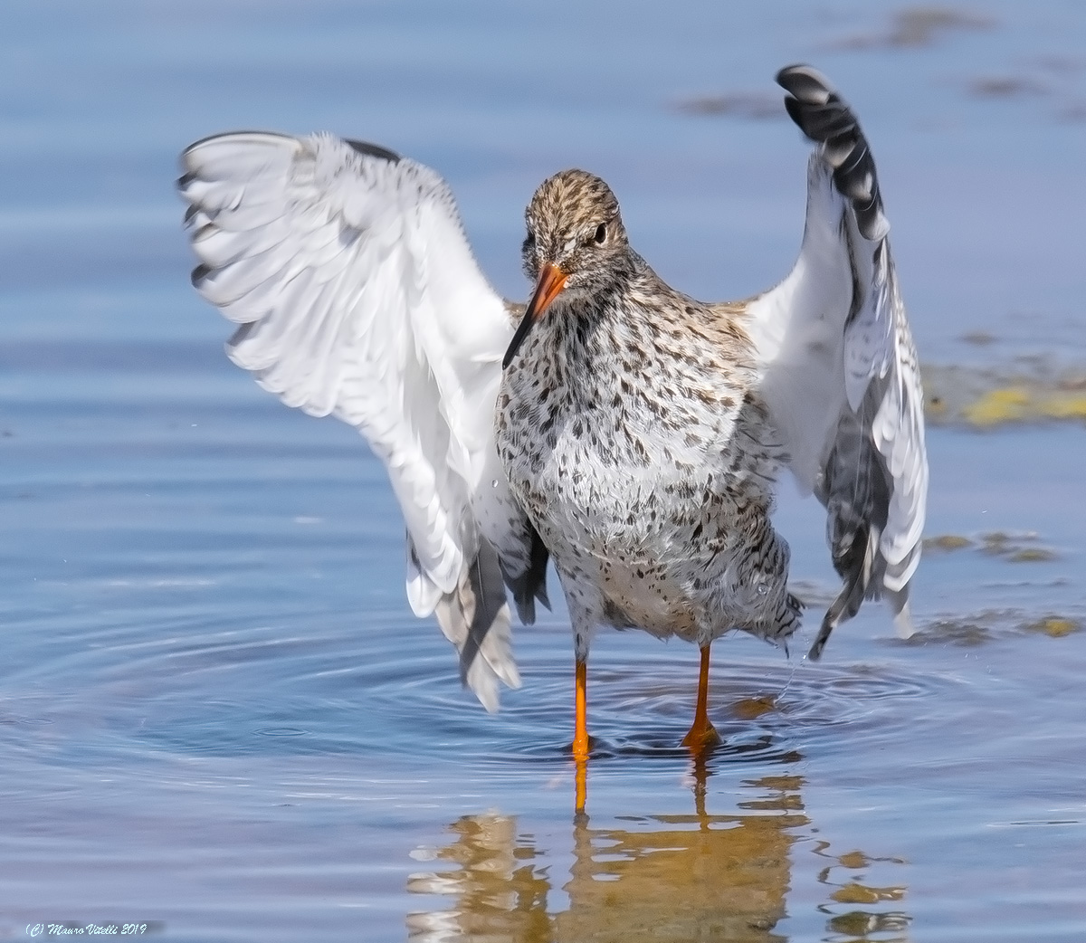 Redshank (Tringa Totanus)