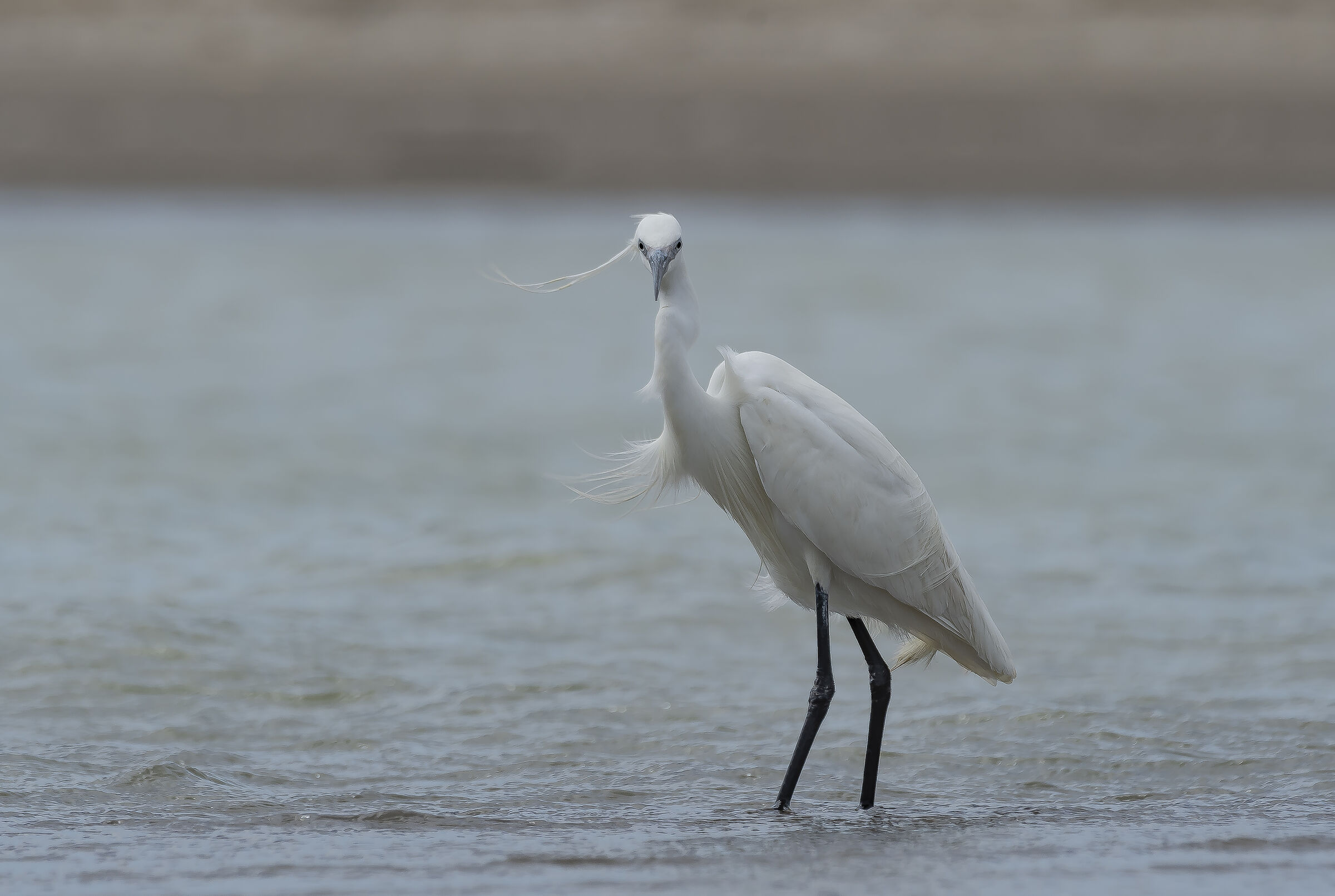 Egretta Garzetta