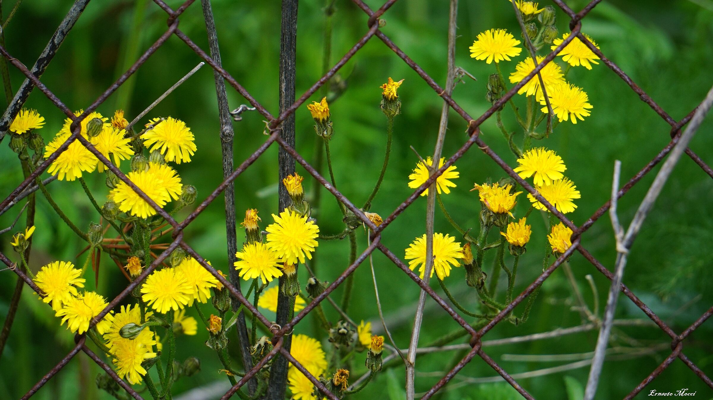 La Prigione dei Fiori Semplici