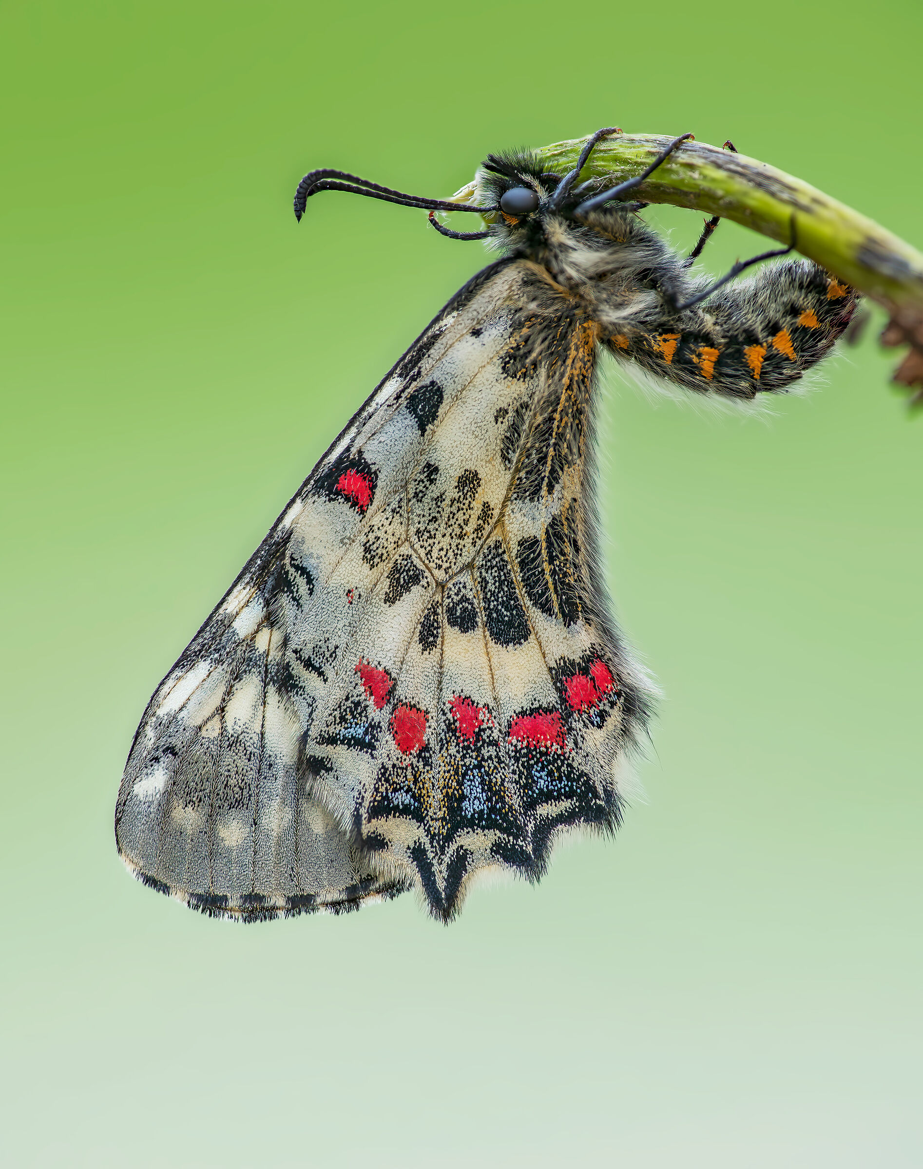 Allancastria Caucasian Vertical Focus Stacking