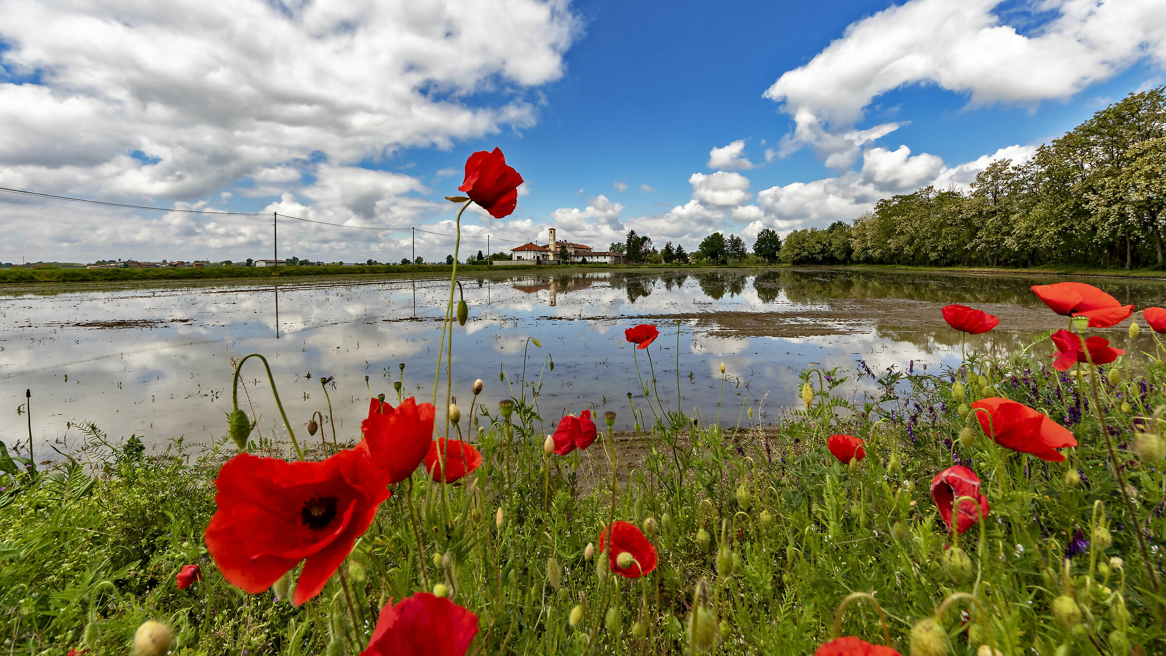 Poppies without Ducks