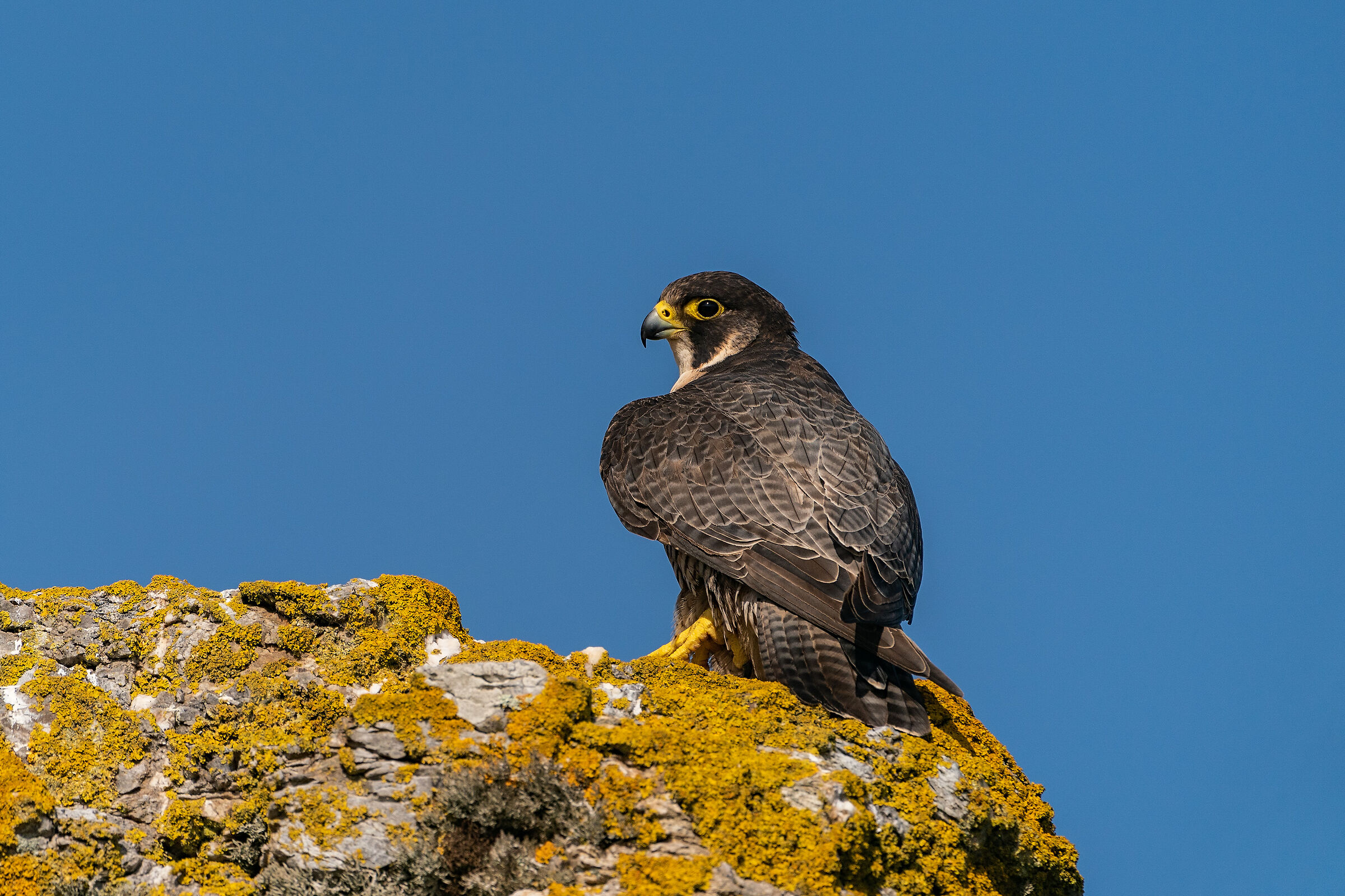 Peregrine falcon