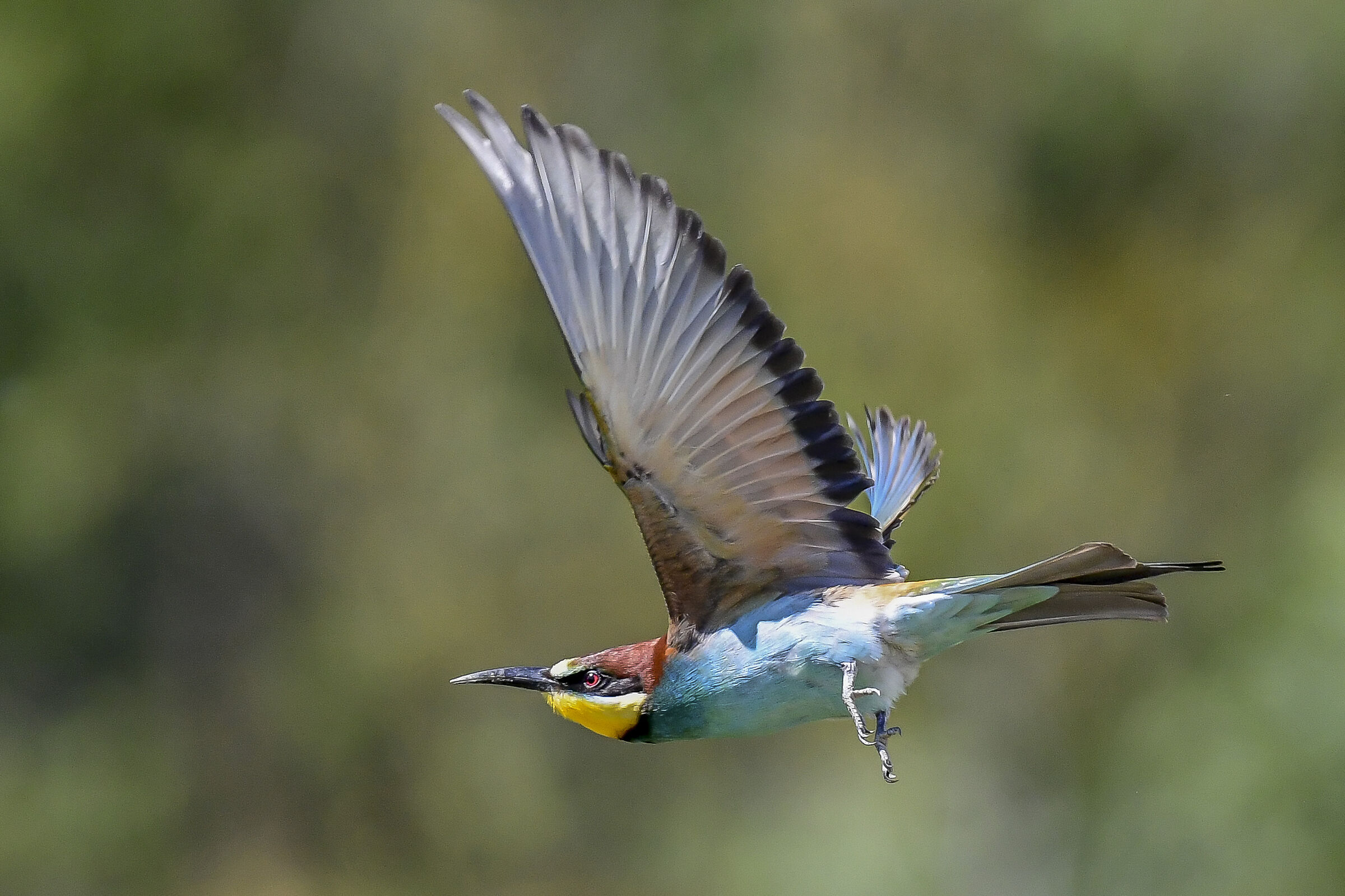Bee-eater