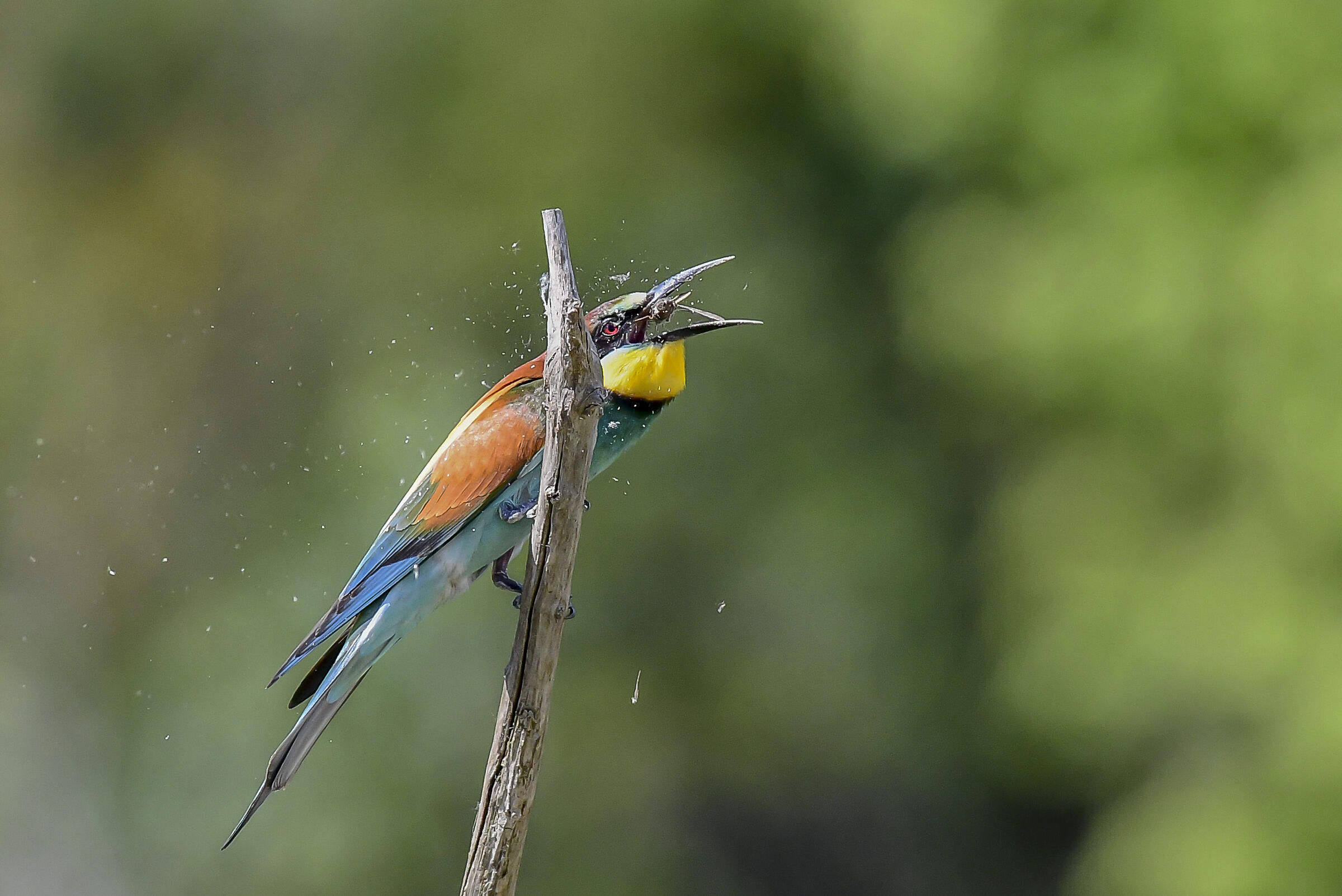 Bee-eater