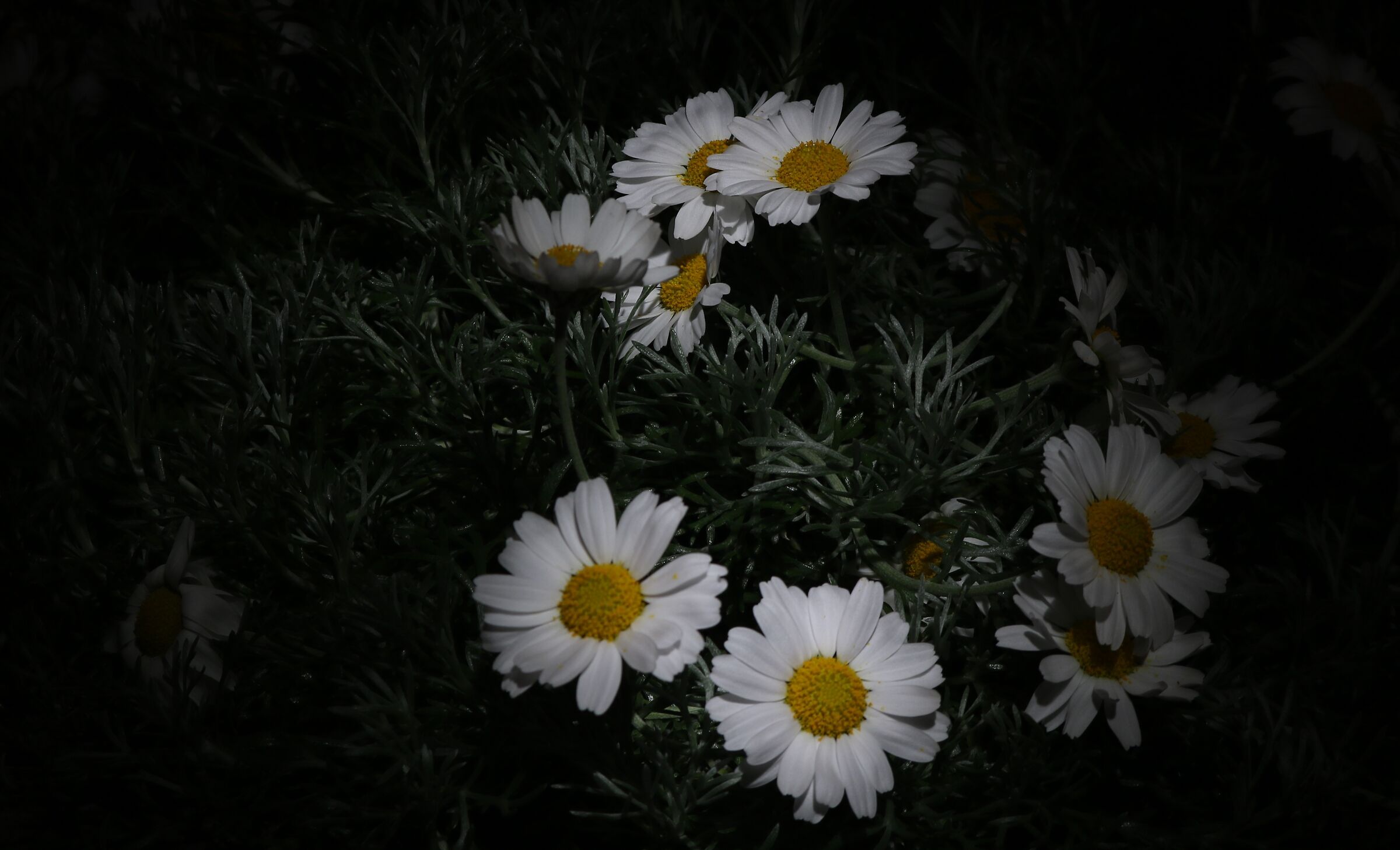 Daisies at night