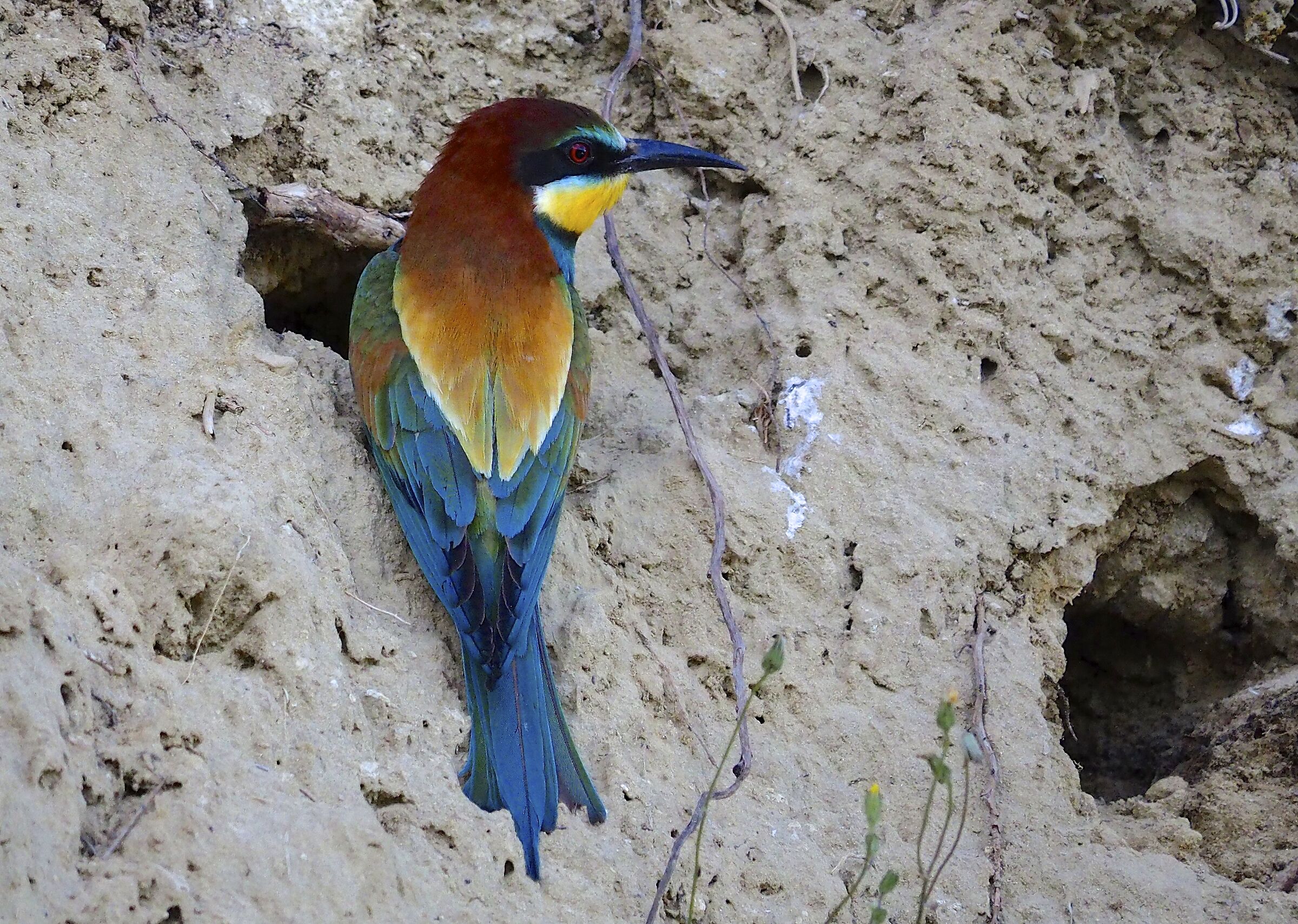 Bee-eater hanging