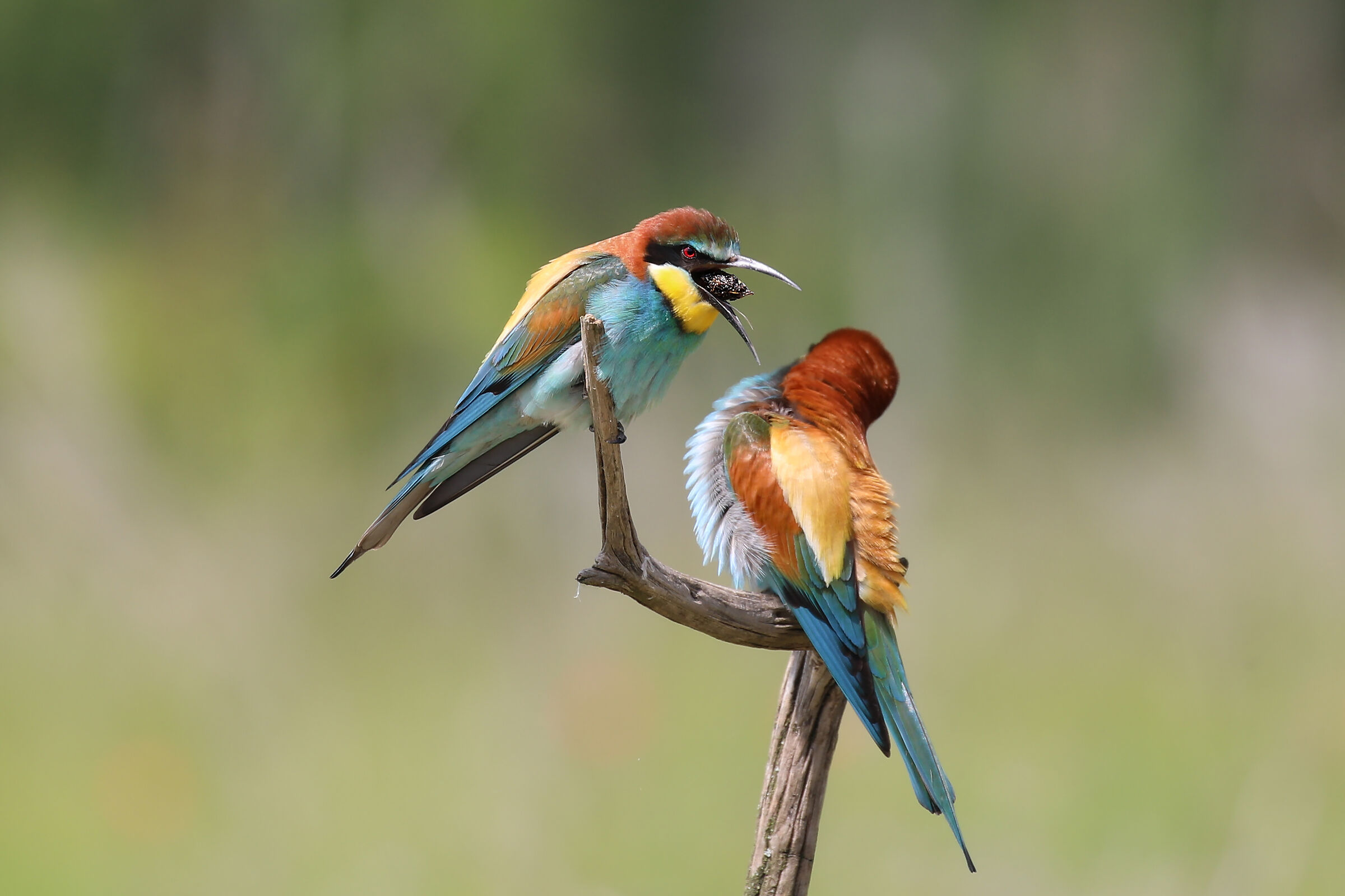 Gruccioni con espulsione della Borra