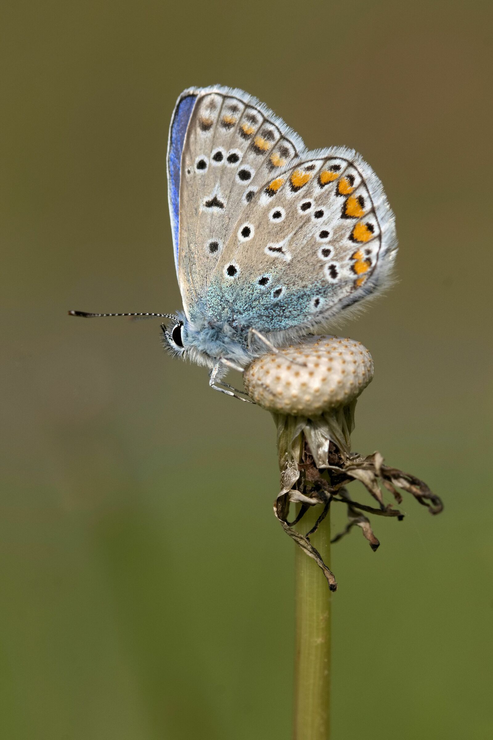 Polyommatus Icarus (M)
