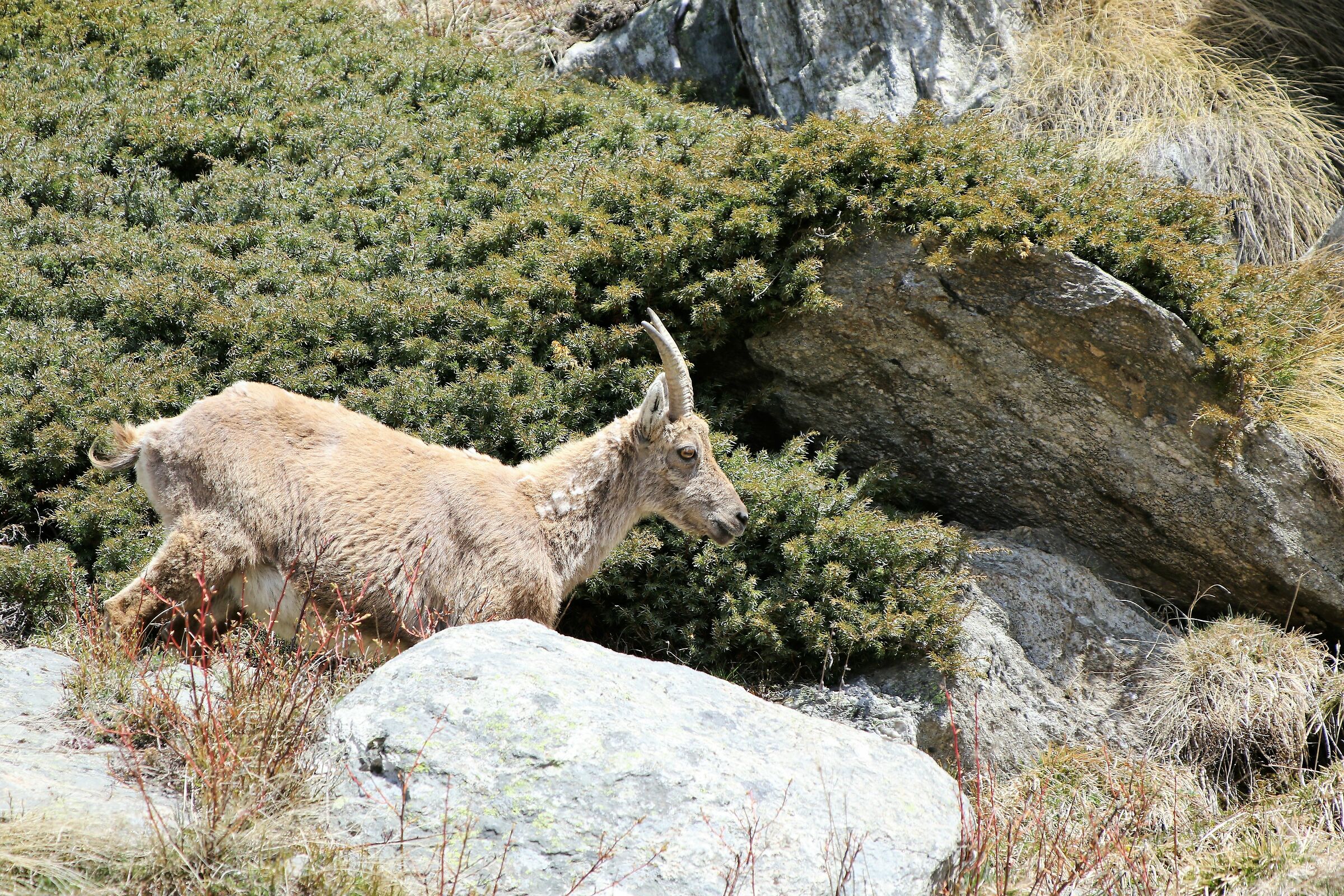 Ibex