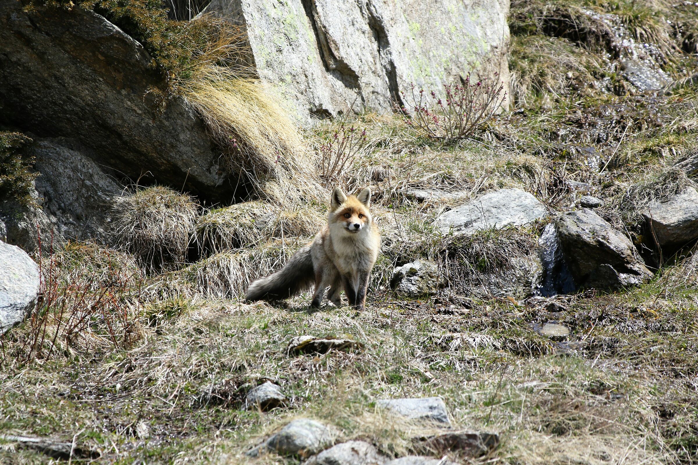 Fox