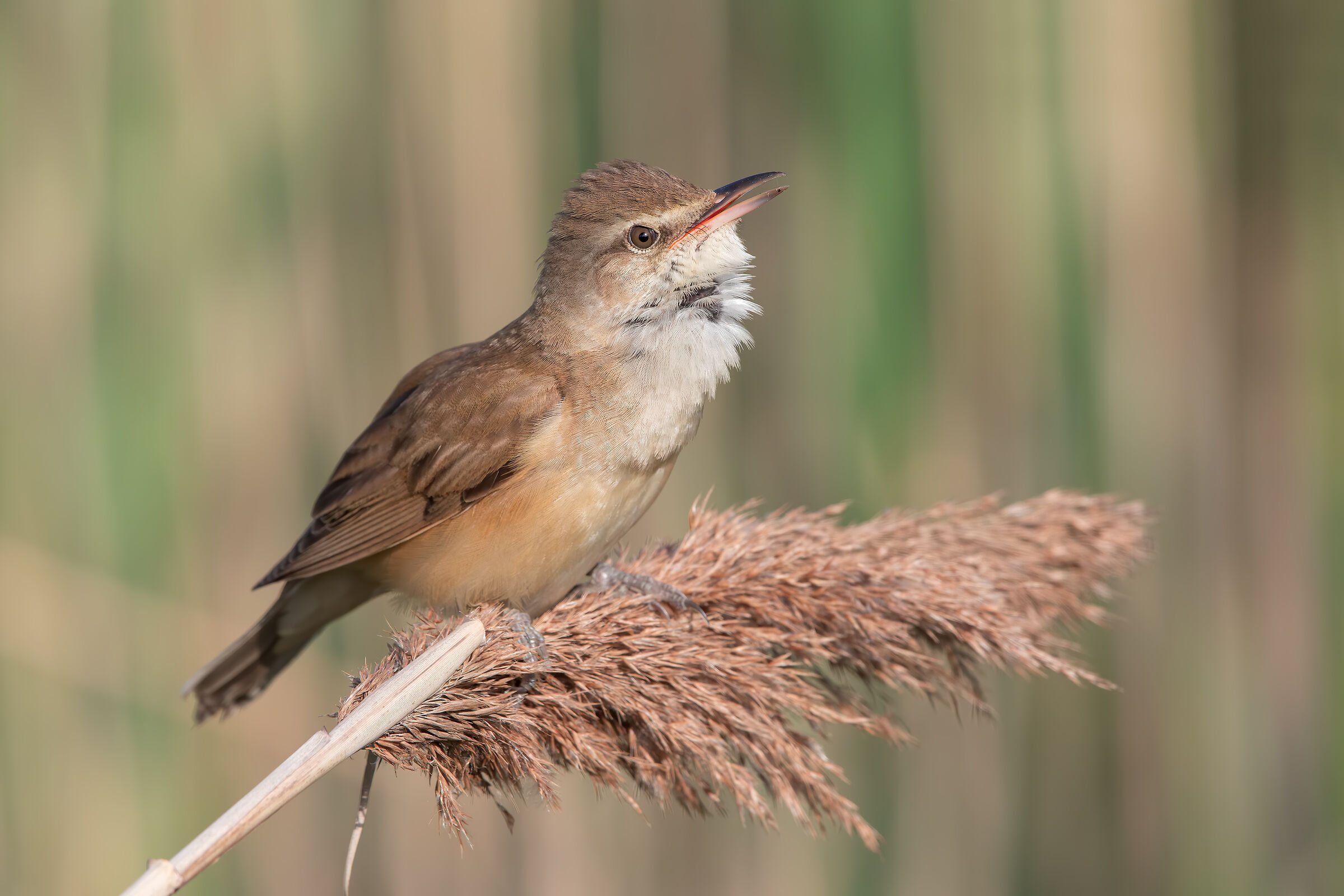 Great Reed Warbler