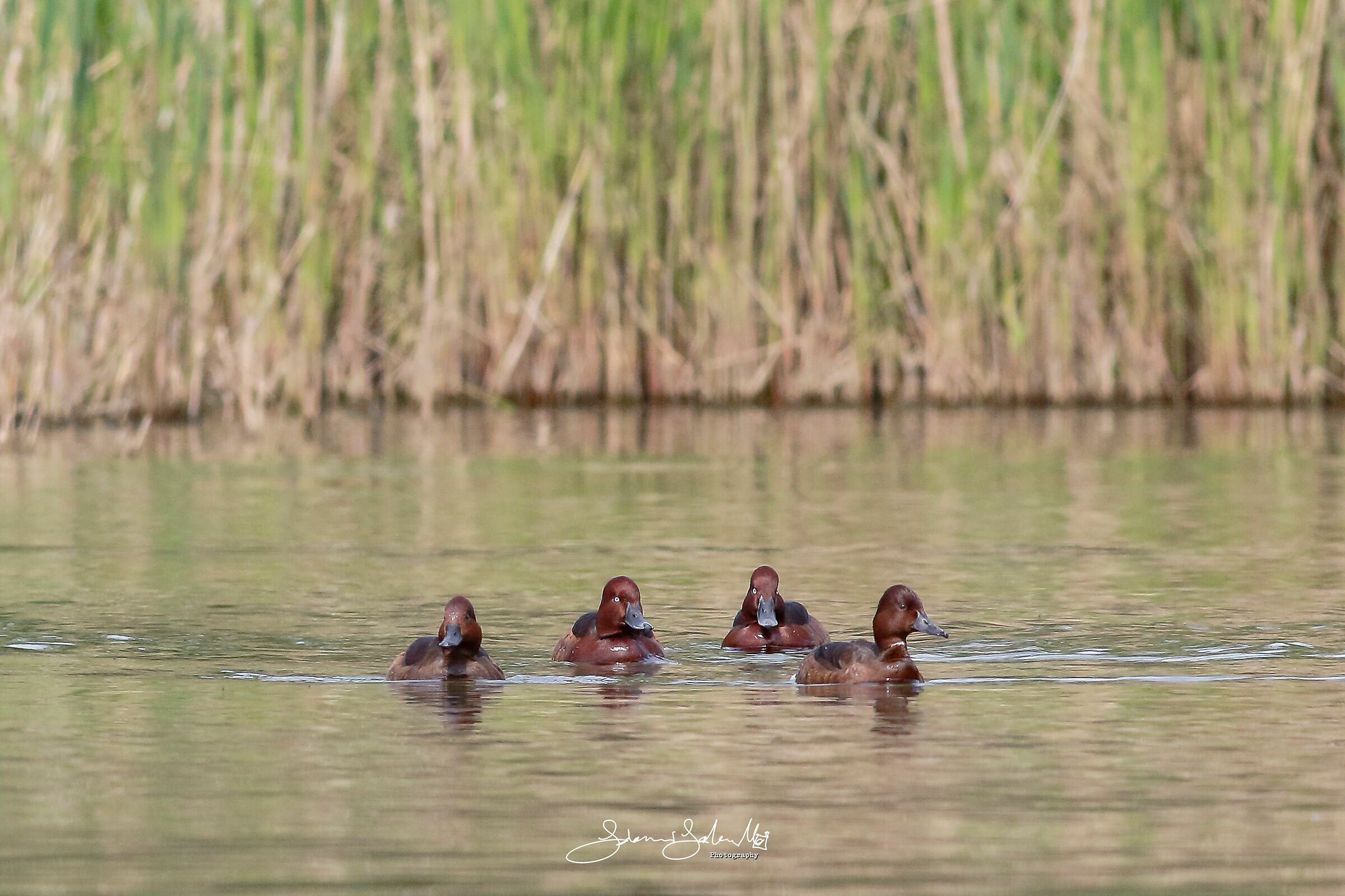 La Banda delle Morette