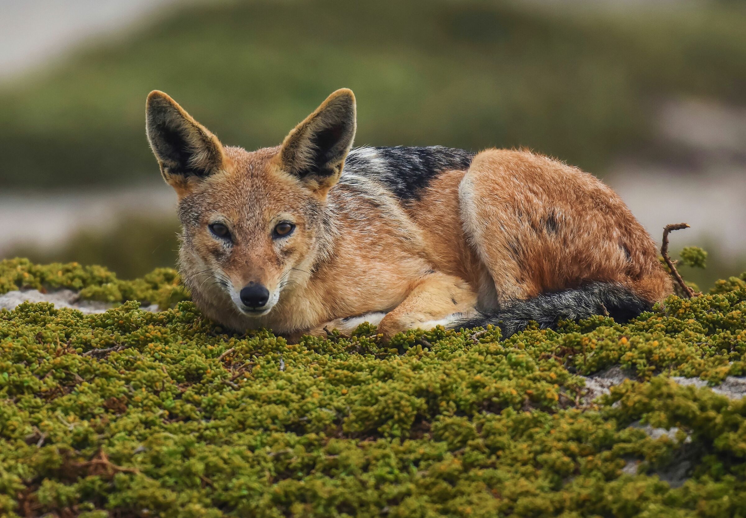 Lo sciacallo dalla gualdrappa