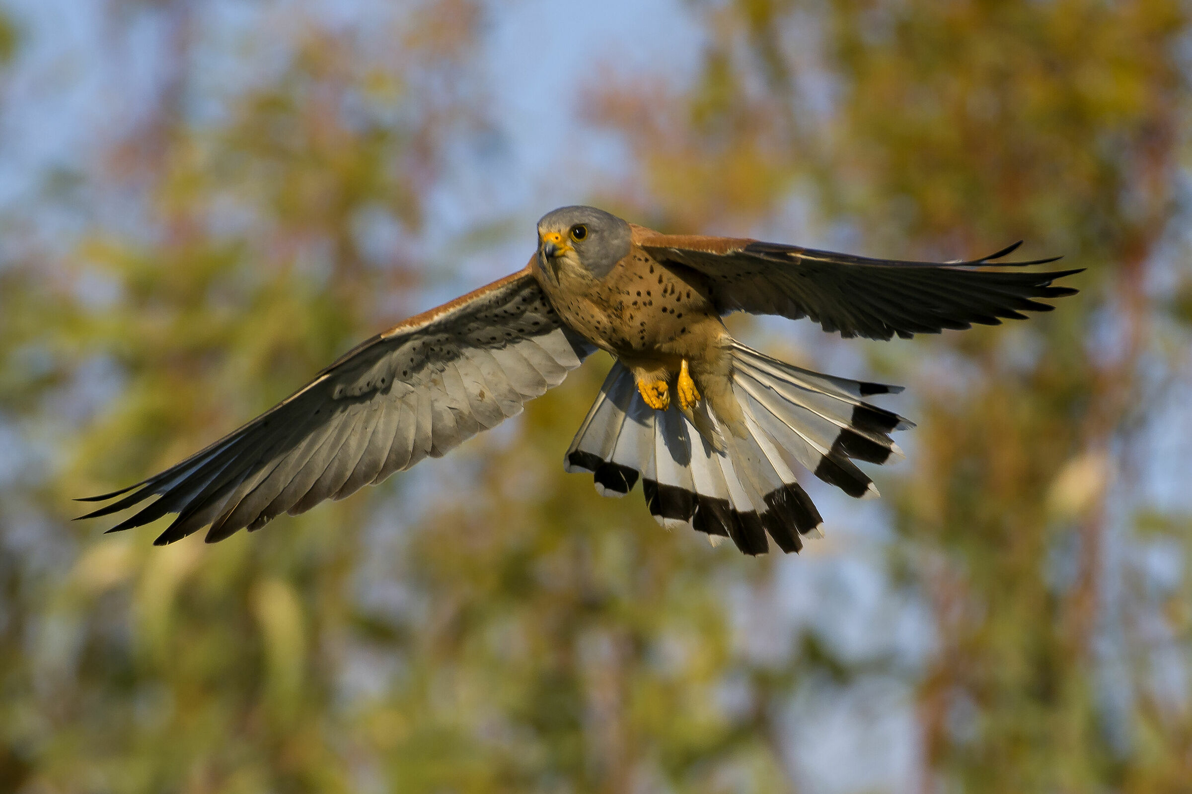 Grillaio (Falco naumanni)