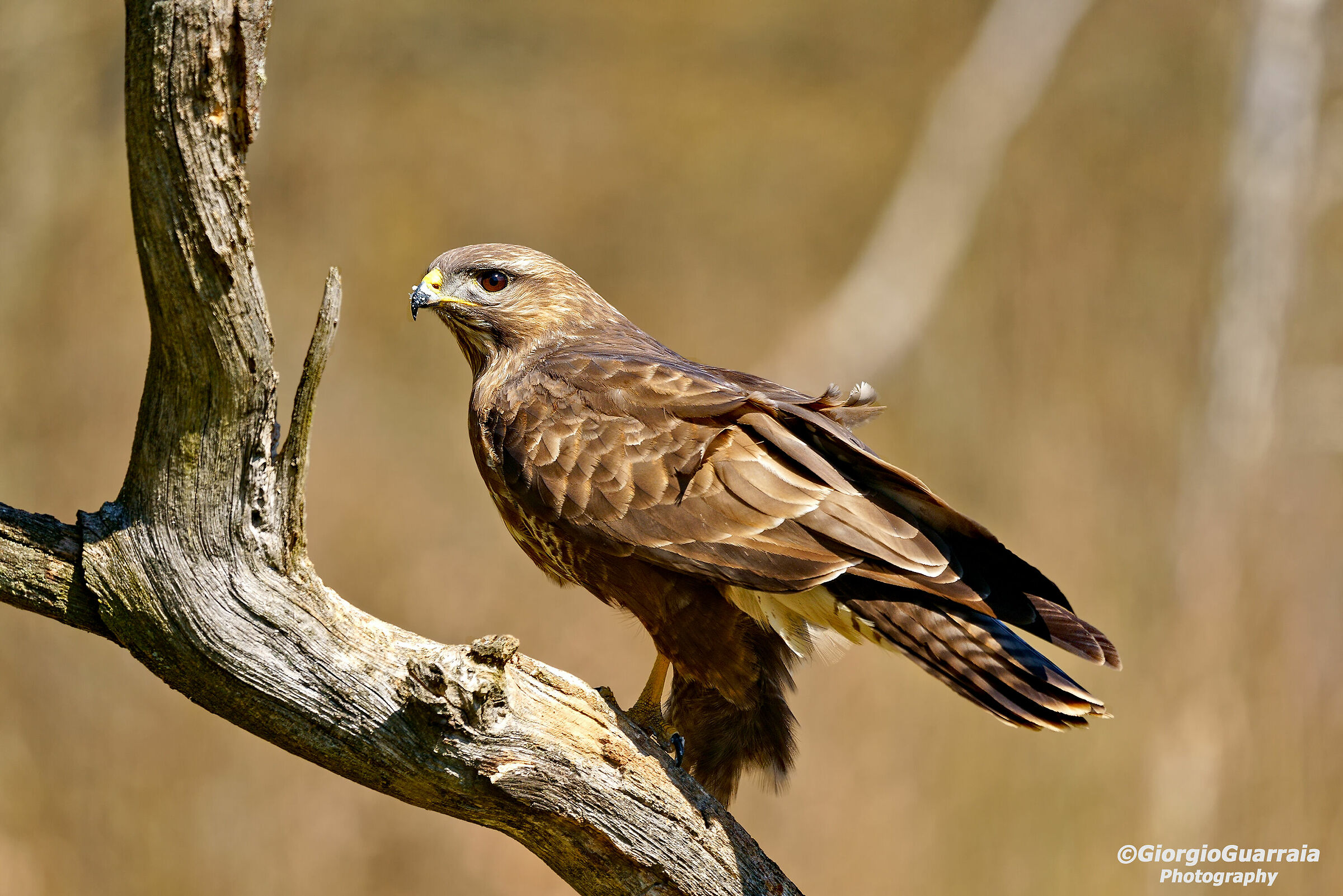 Buzzard