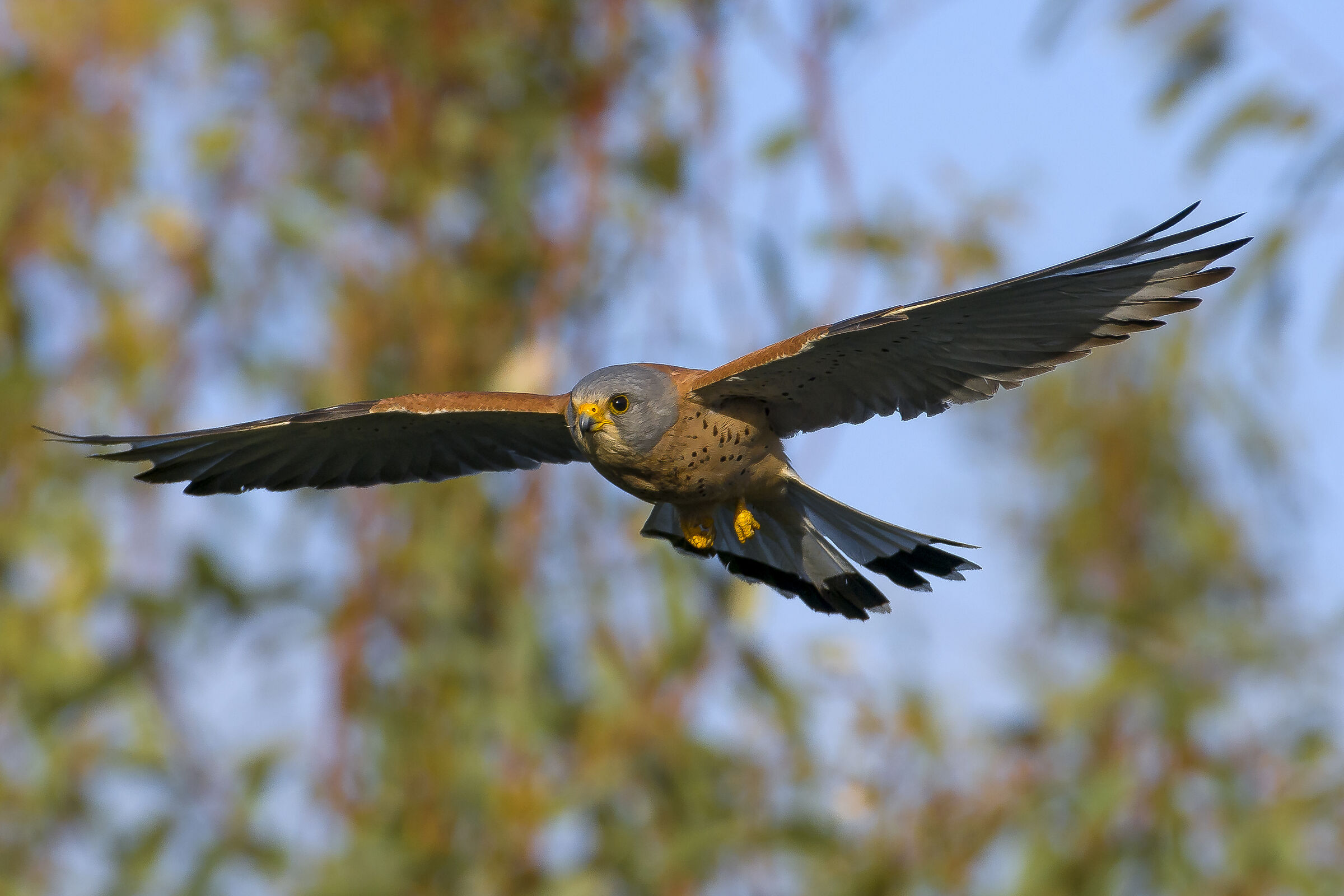 Grillaio (Falco naumanni)