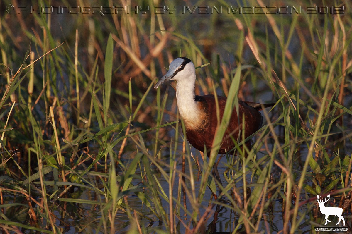 African jacana