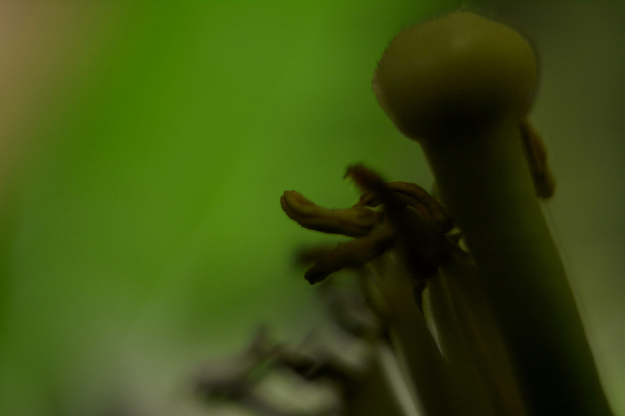 Donald between the Zagare