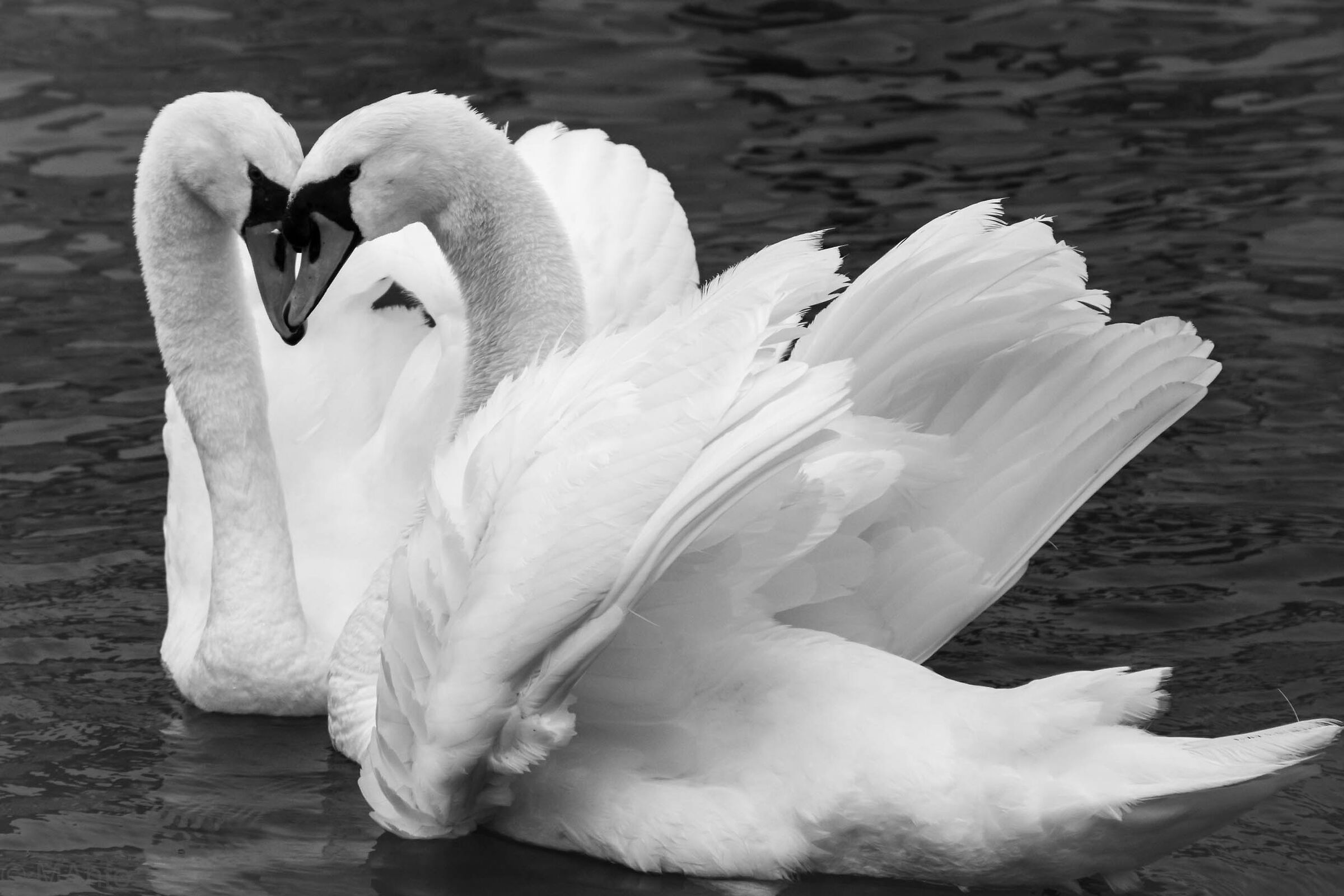 Heart of Swans