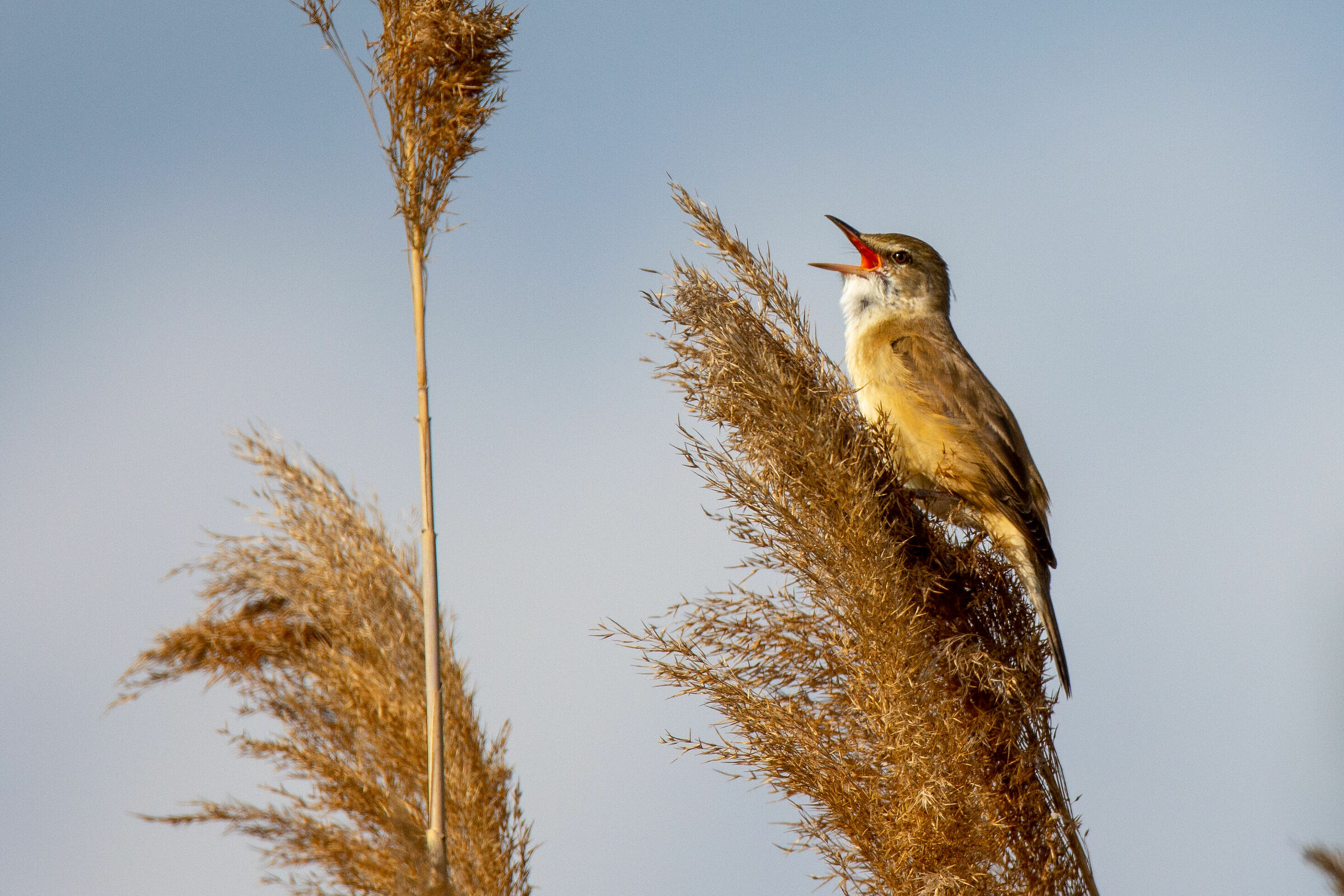 Great Reed Warbler