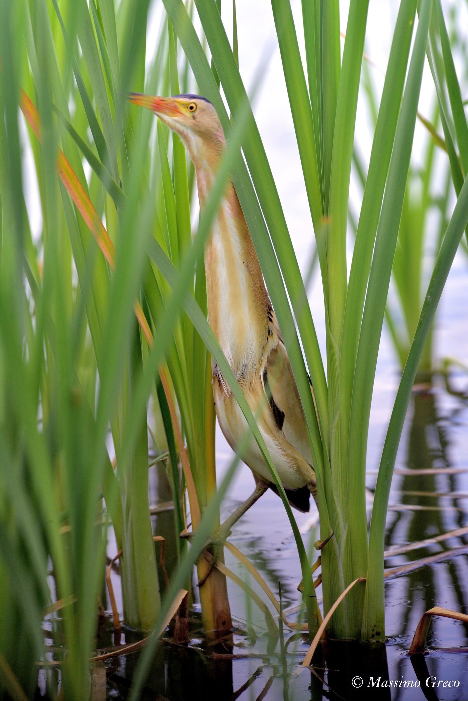Maschio di Tarabusino (Ixobrychus minutus)