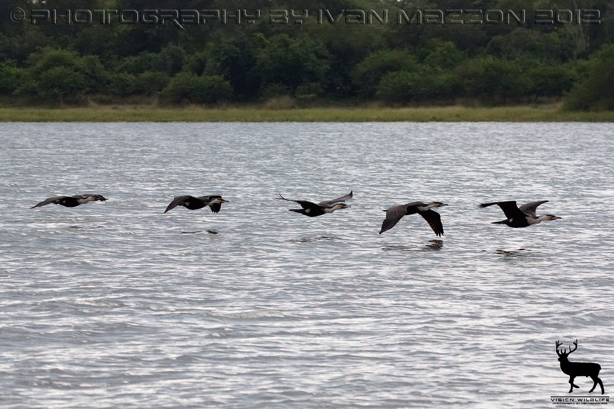 Cormorants in training