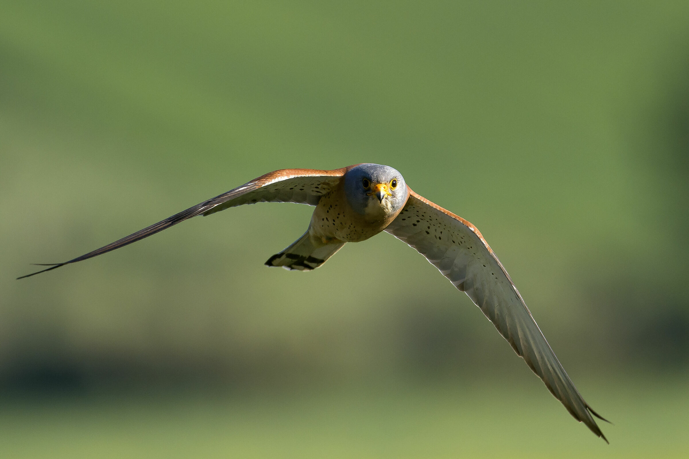 Grillaio (Falco naumanni)