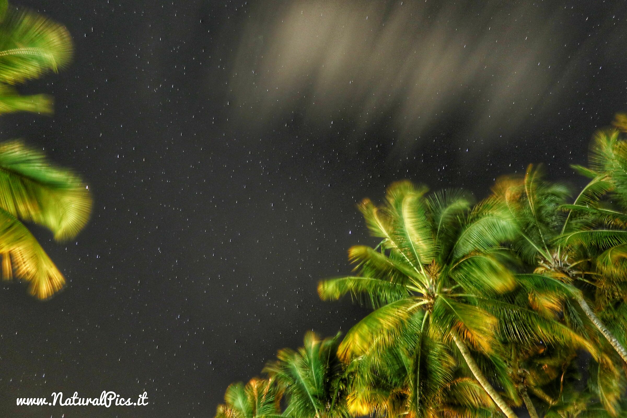 Palms & Stars