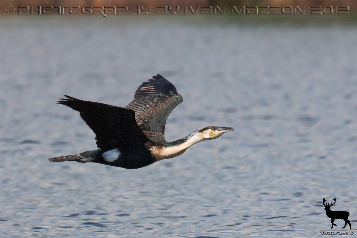 Cormorant chested white